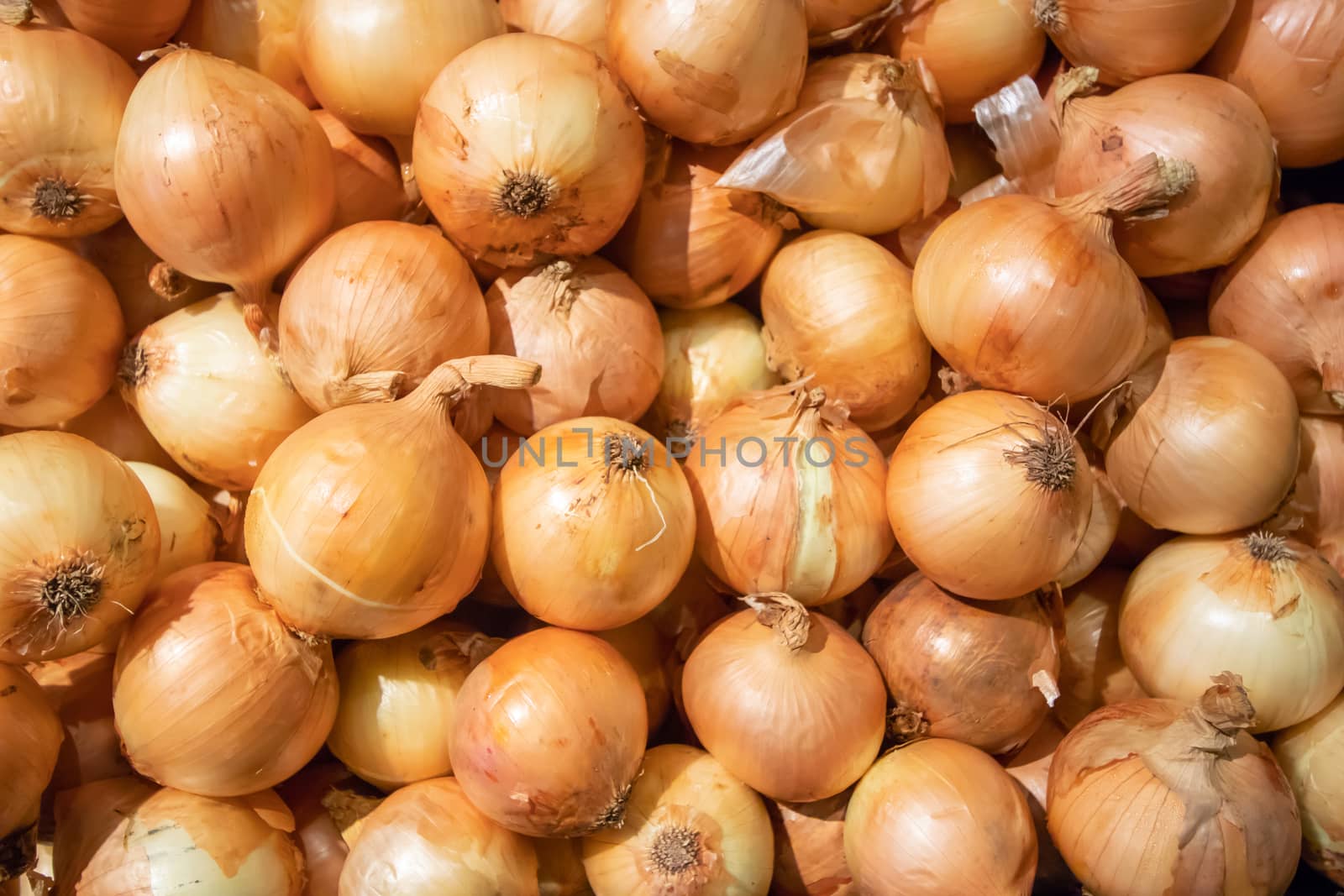 Fresh onions. Onions background. Ripe onions. 