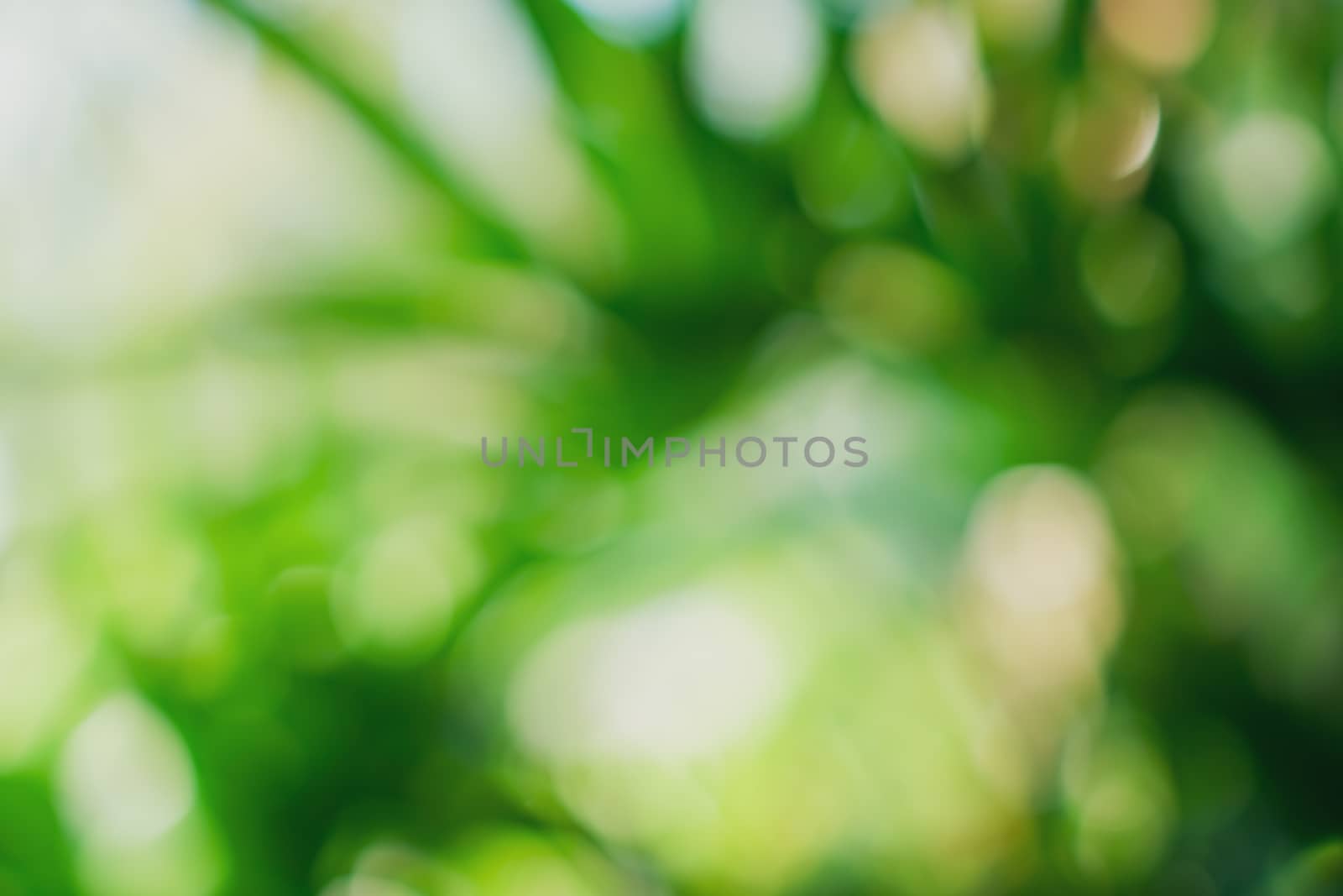 Green nature sunlight colorful bokeh abstract background .Vintage pastel color tone style.