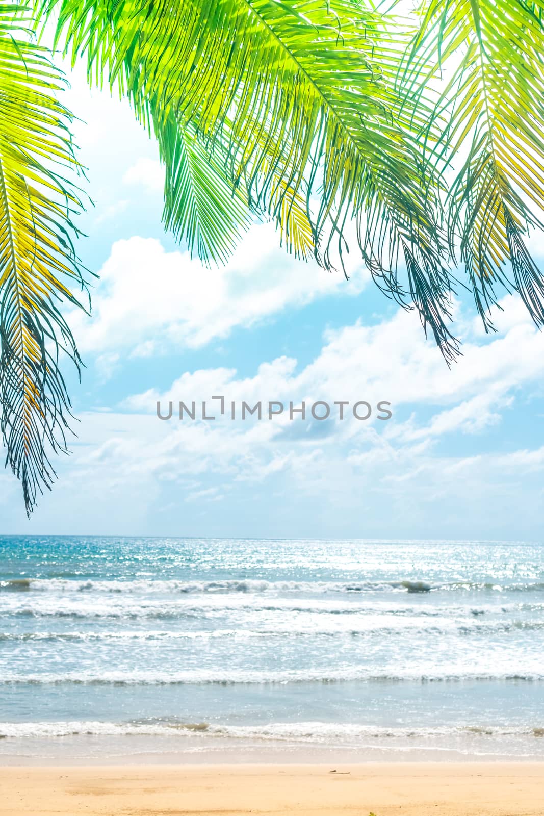 Tropical nature clean beach and white sand in summer with palm tree leaf sun light blue sky and bokeh abstract  background.