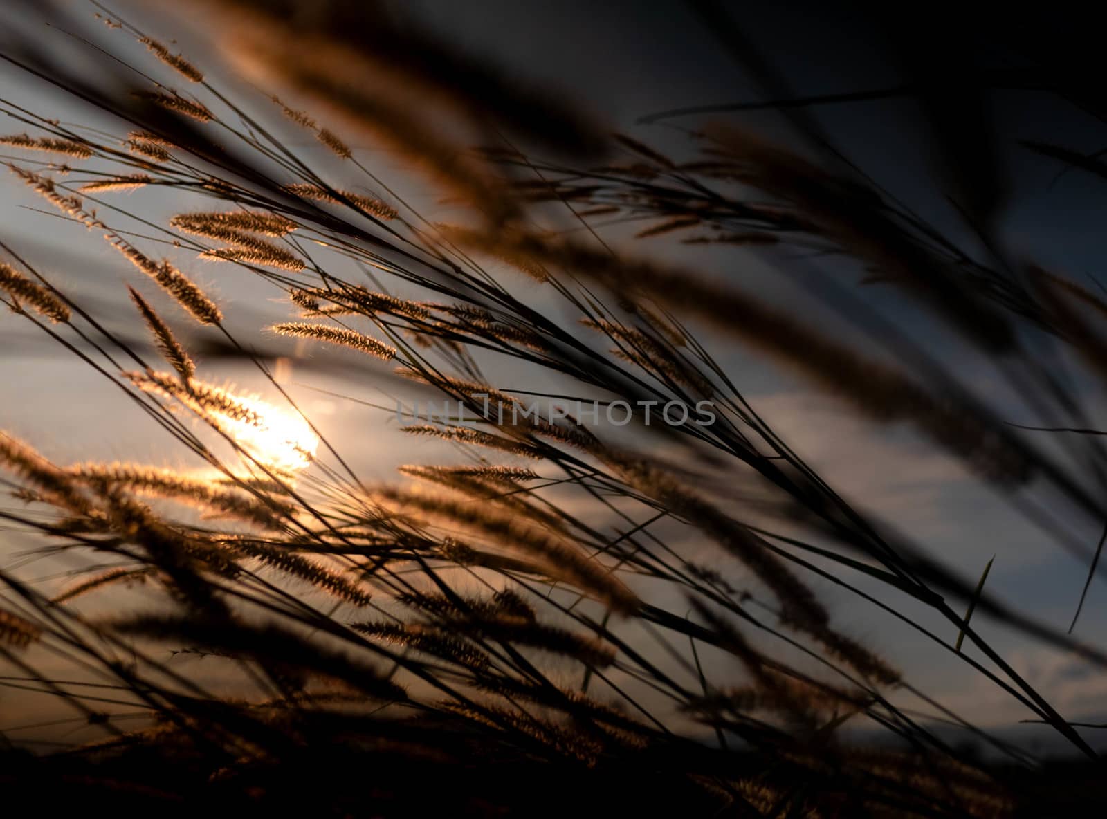 Beautiful scene of grass flower with wind blows gently on sunset by TEERASAK