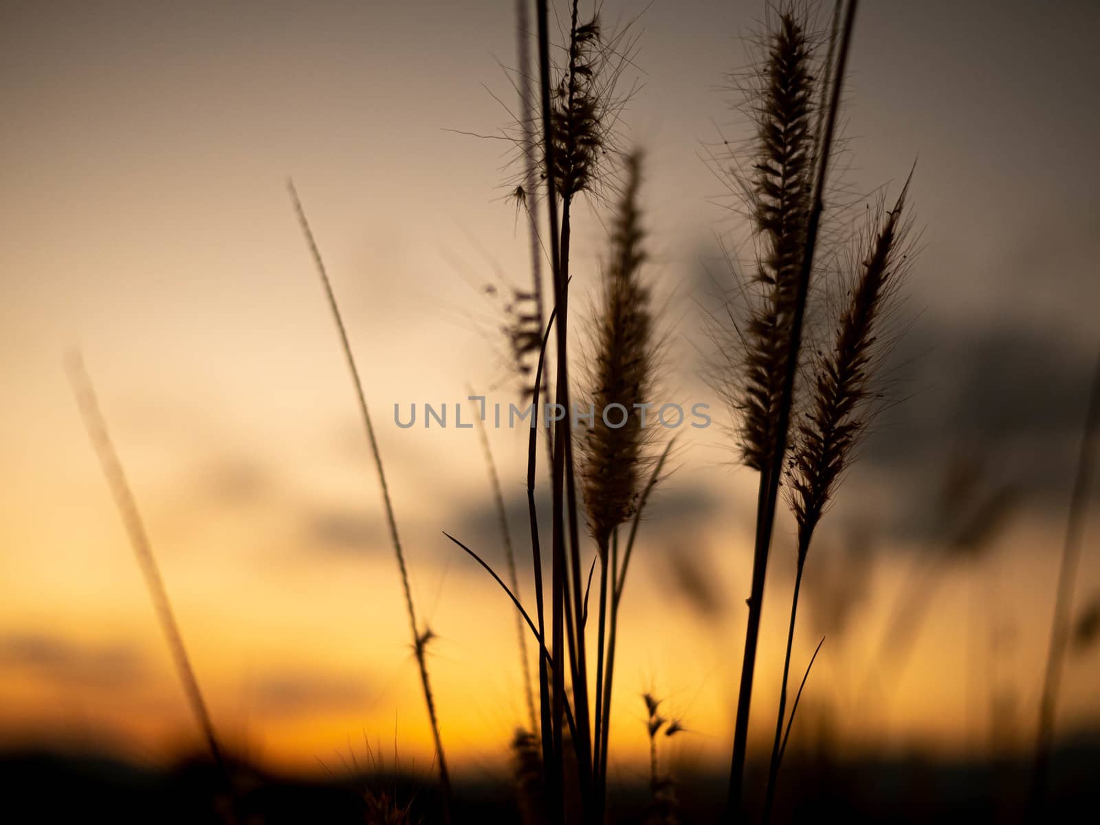 Beautiful scene of grass flower with wind blows gently on sunset background. This grass flower scientific name is Pennisetum pedicellatum.