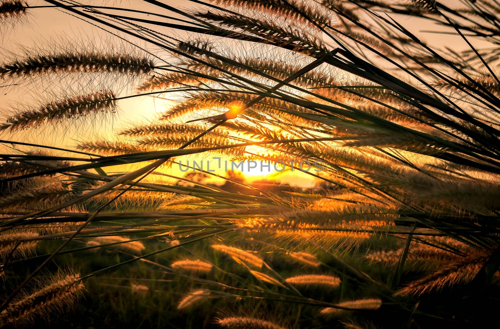 Beautiful scene of grass flower with wind blows gently on sunset by TEERASAK
