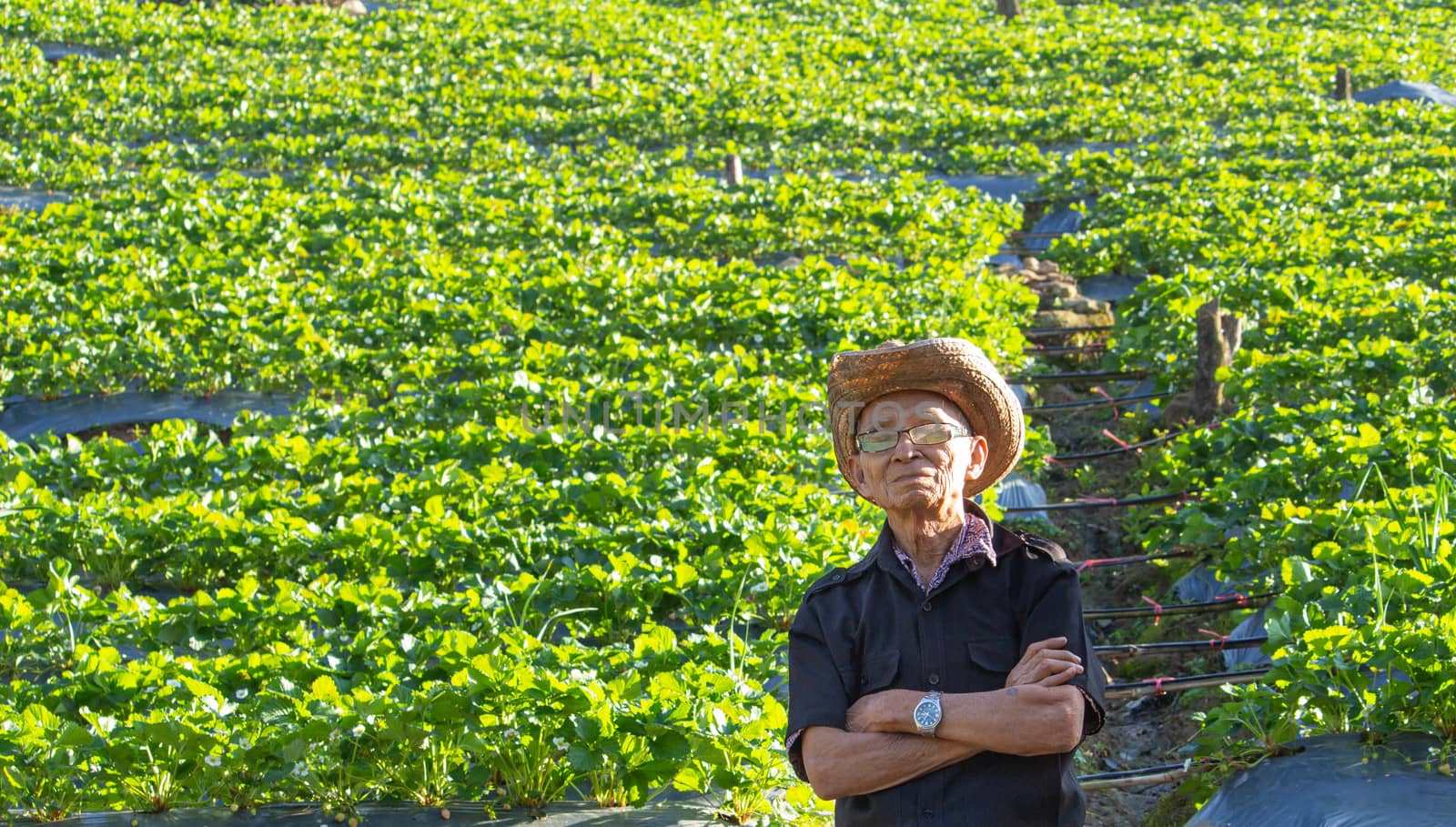 Happy senior Asian farmers standing with crossed his arms at organic strawberry farm in sunset background.