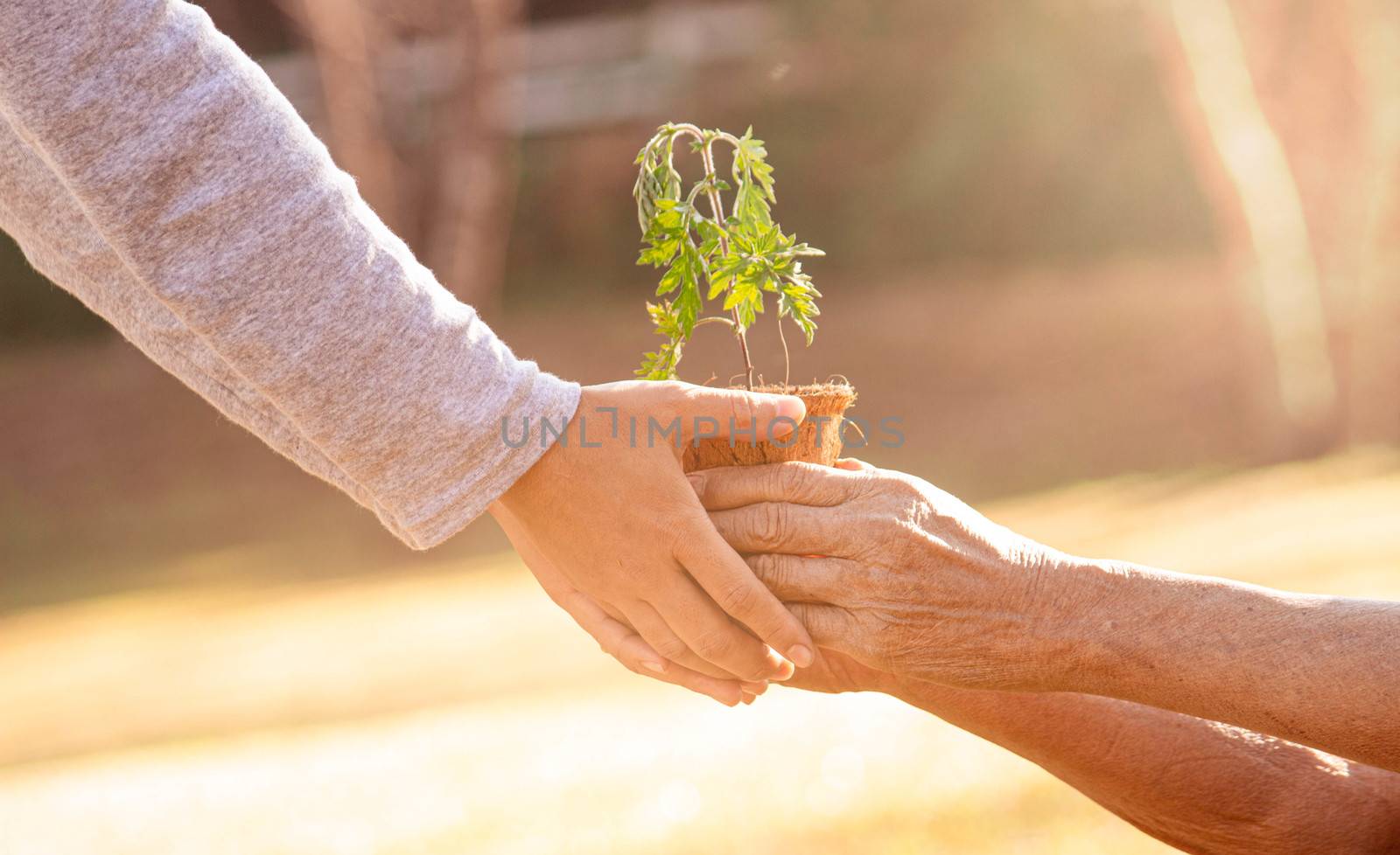 Senior Asian men giving tree plant in small pot to young woman on nature background. Concepts of saving world environment.