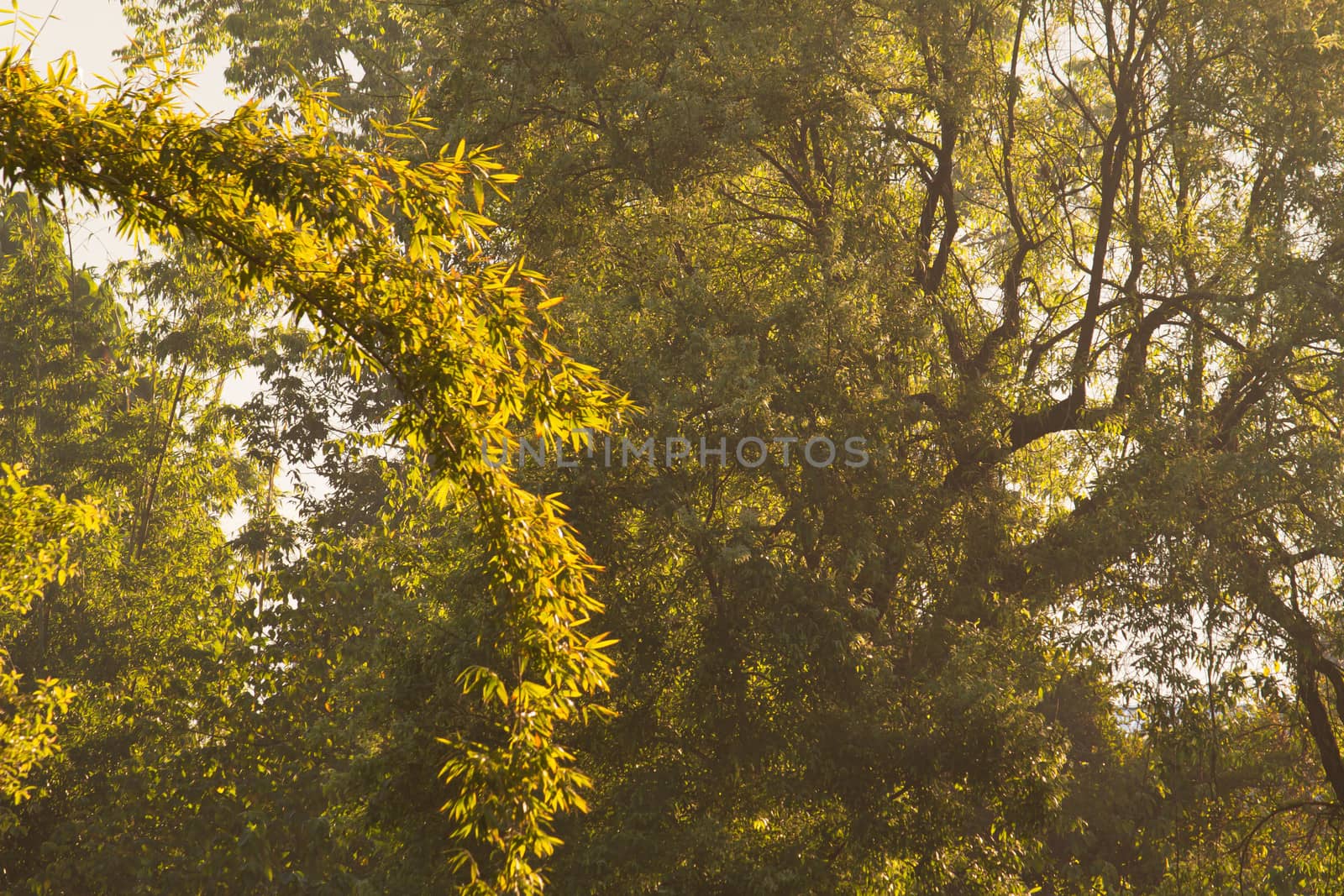 The beautiful view of fresh green trees with sun shining in spri by TEERASAK