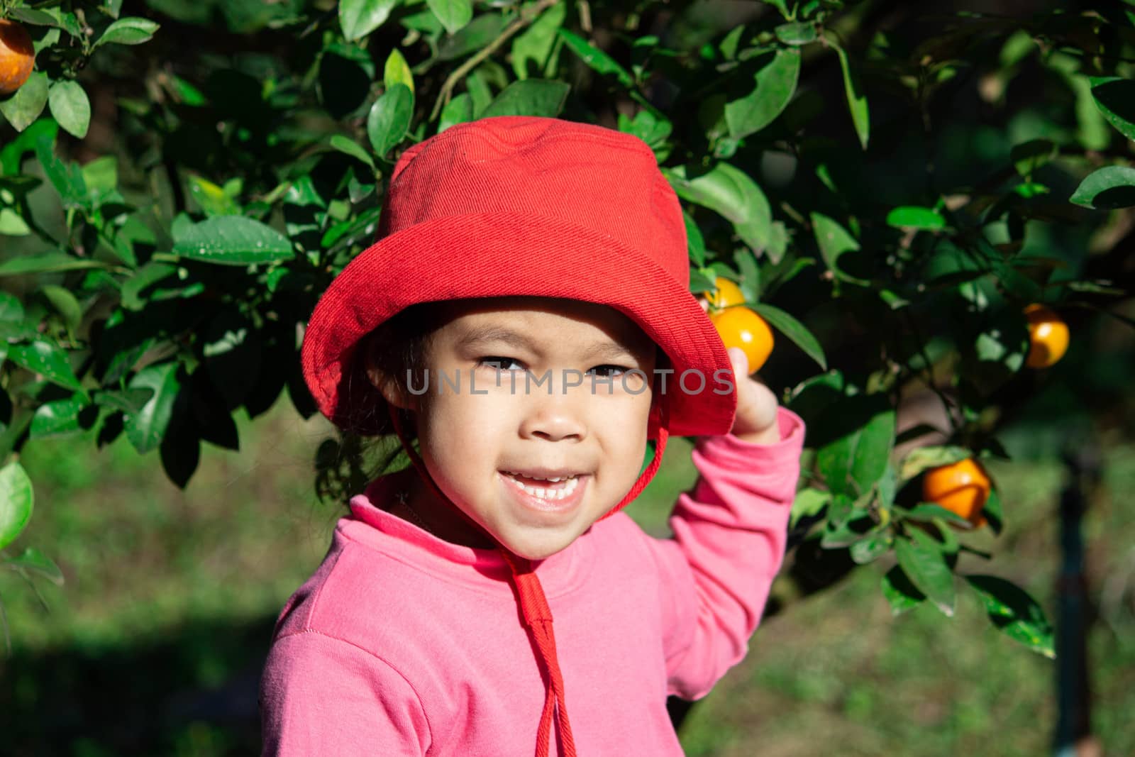 Adorable child girl enjoying with picking oranges on sunshine day in the orange garden. Children do outdoor activities with family on holidays.