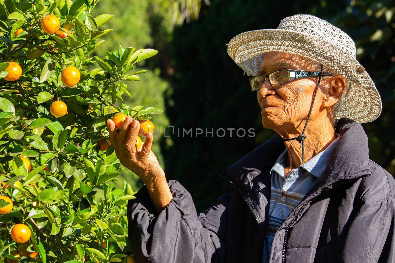 Senior Asian farmers picking fresh ripe oranges on sunshine day in the orange garden.