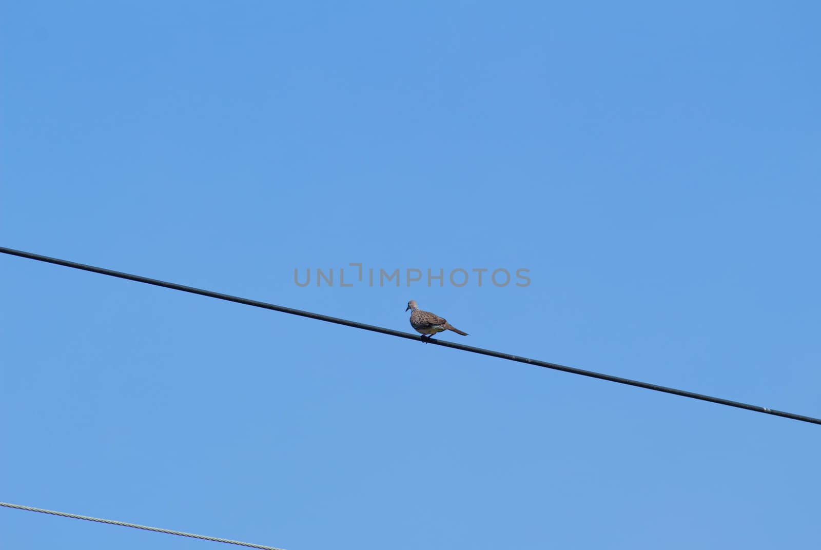 Bird on electric cable on blue sky background. by TEERASAK