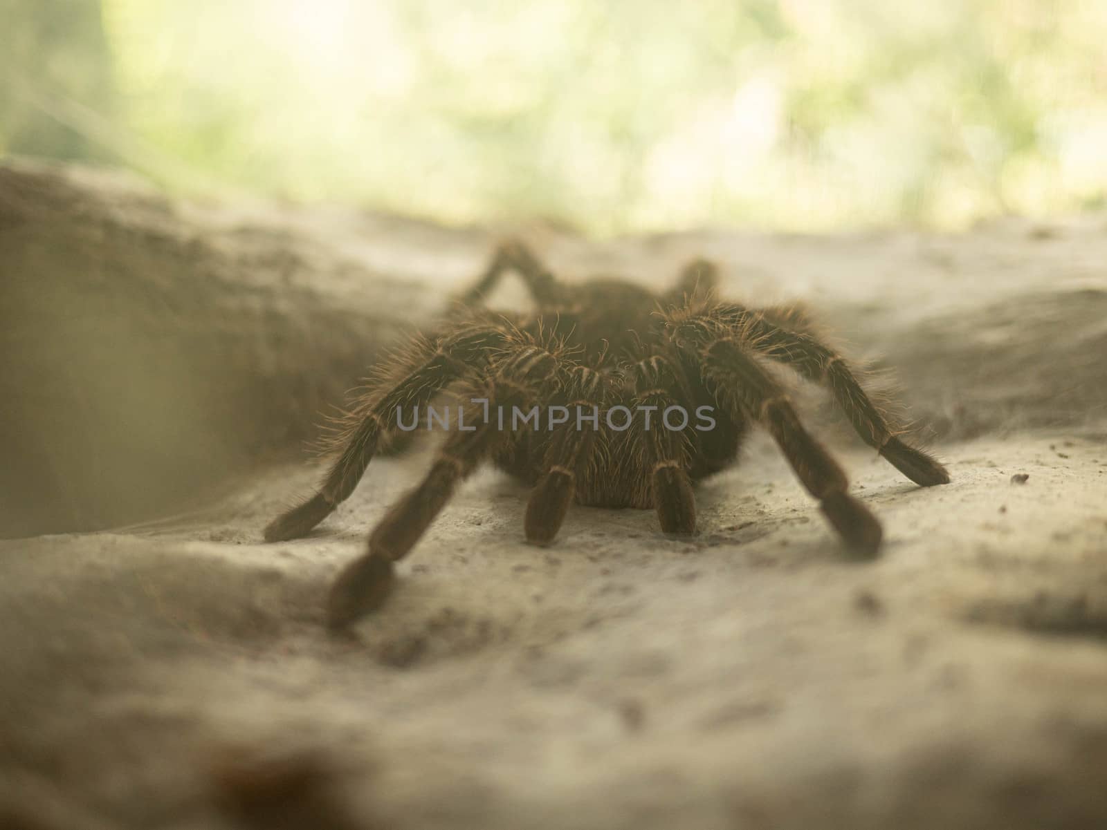 Giant Tarantula spider resting in a glass closet at the farm. by TEERASAK