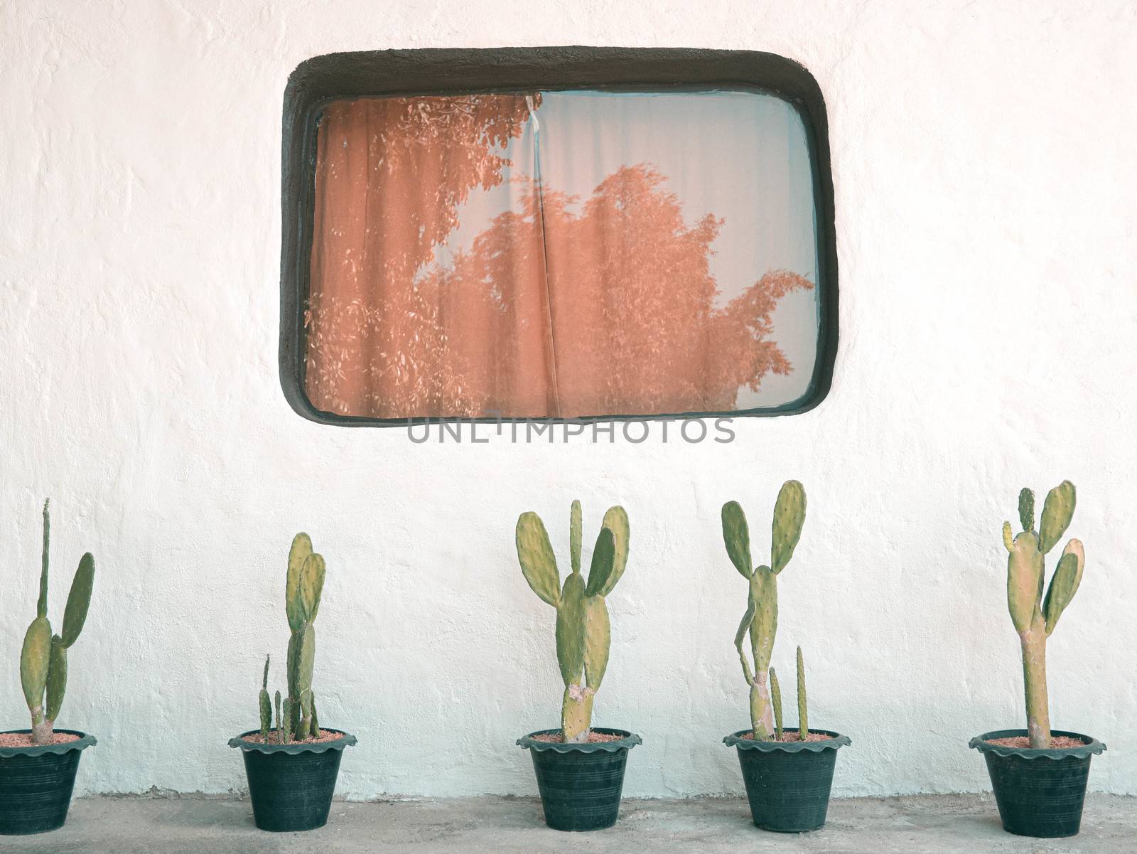 Cactus in a black plastic pot arranged next to the Earthen house, painted in white with the window.