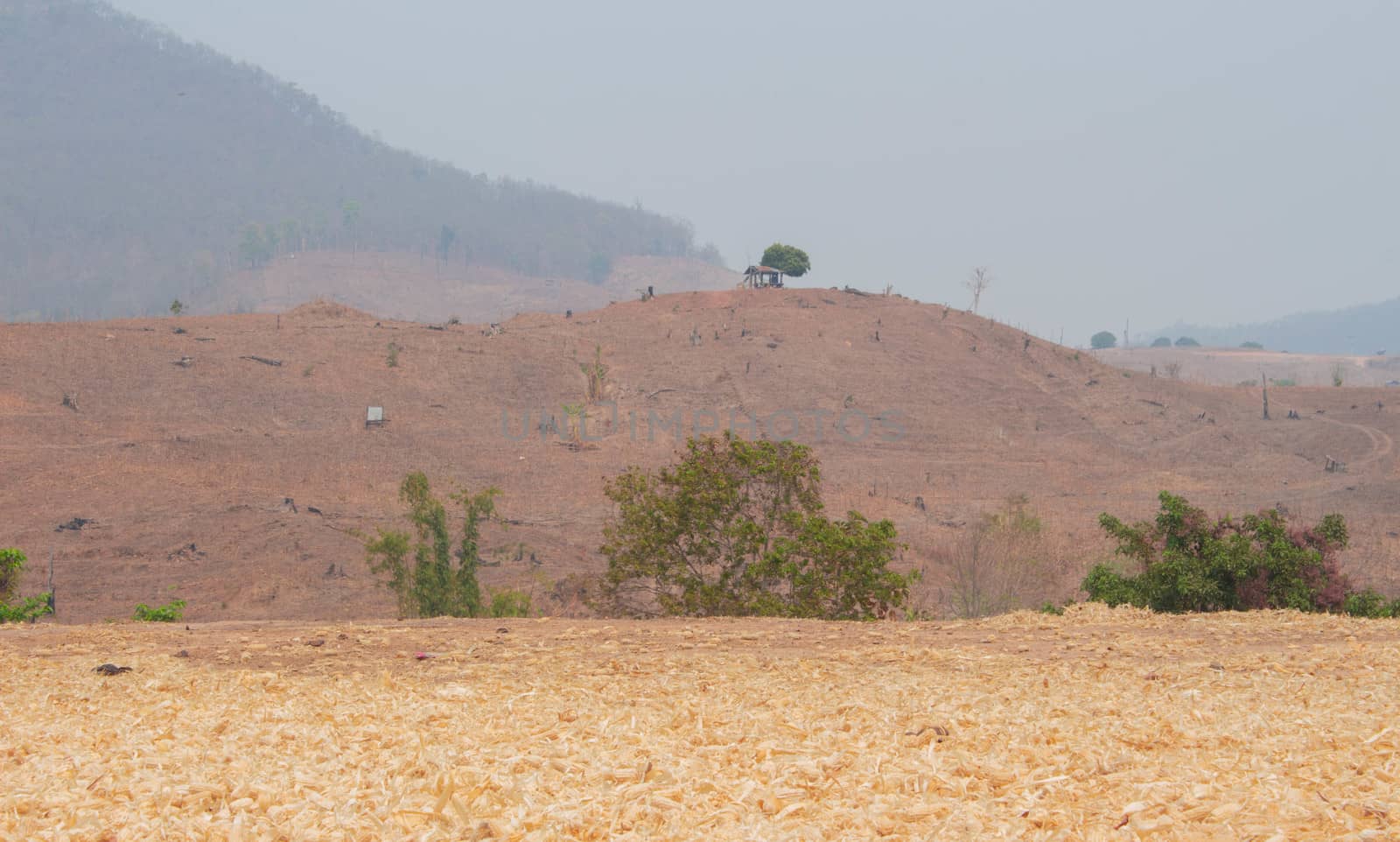 Dry stack of corn husk on the ground after harvesting in northern Thailand.