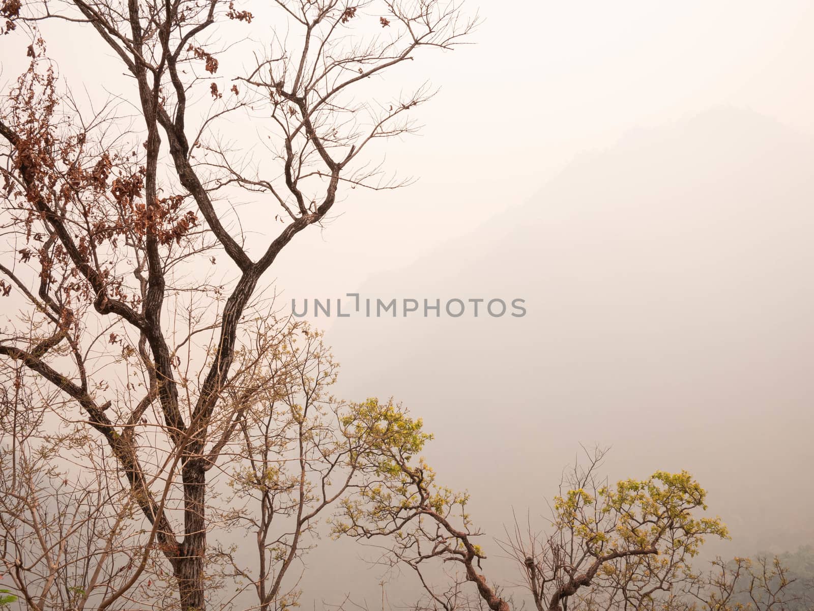 View of dry trees on a mountain in the summer with smog in northern Thailand. Air pollution that affects health. by TEERASAK