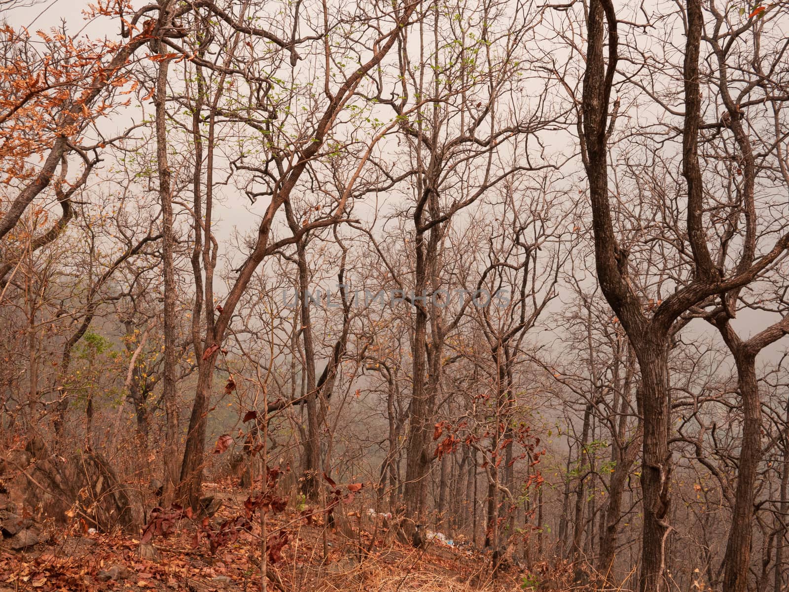 View of dry trees on a mountain in the summer with smog in northern Thailand. Air pollution that affects health.