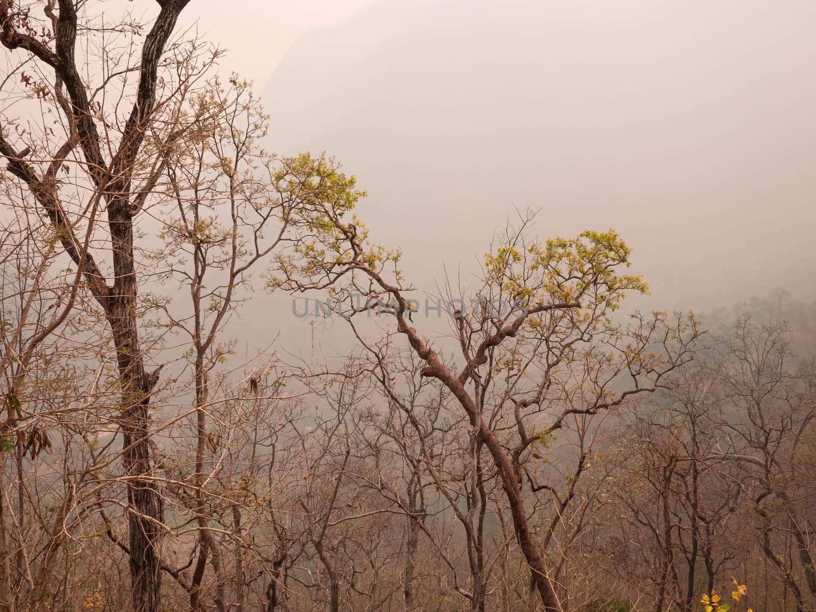 View of dry trees on a mountain in the summer with smog in northern Thailand. Air pollution that affects health. by TEERASAK