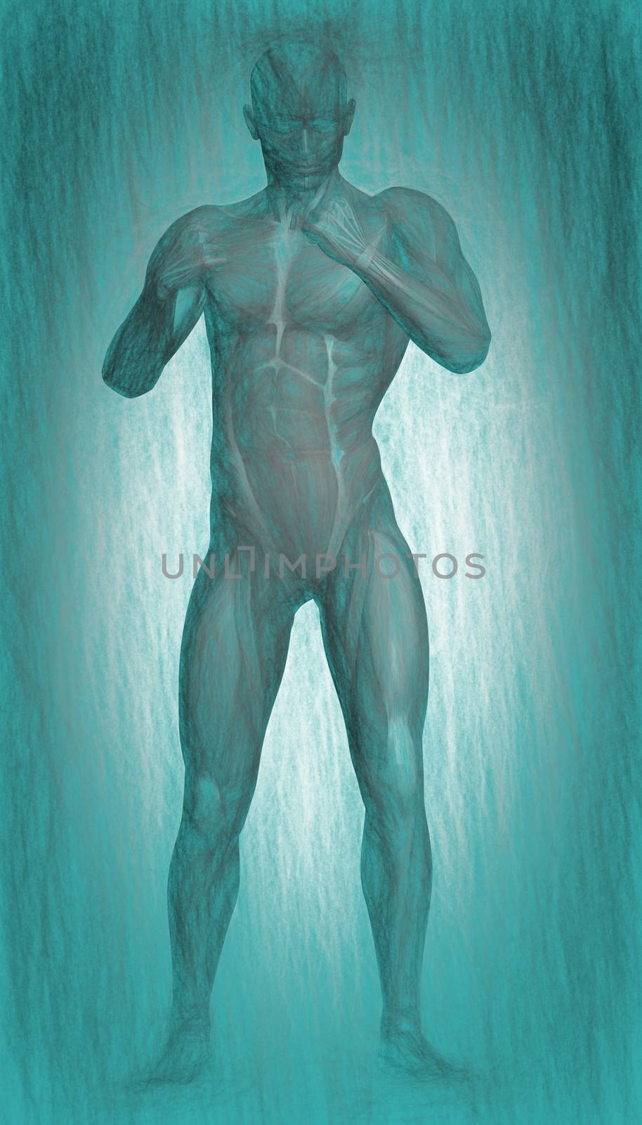 Human Anatomy - Male Muscles by vitanovski