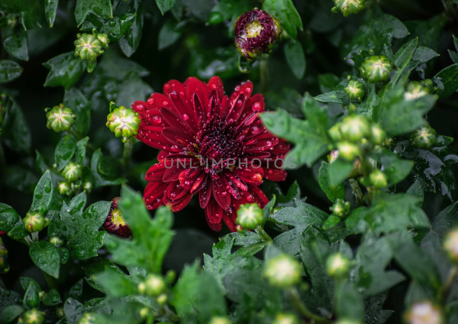 Flower of chrysanthemum in drops after a rain close up.