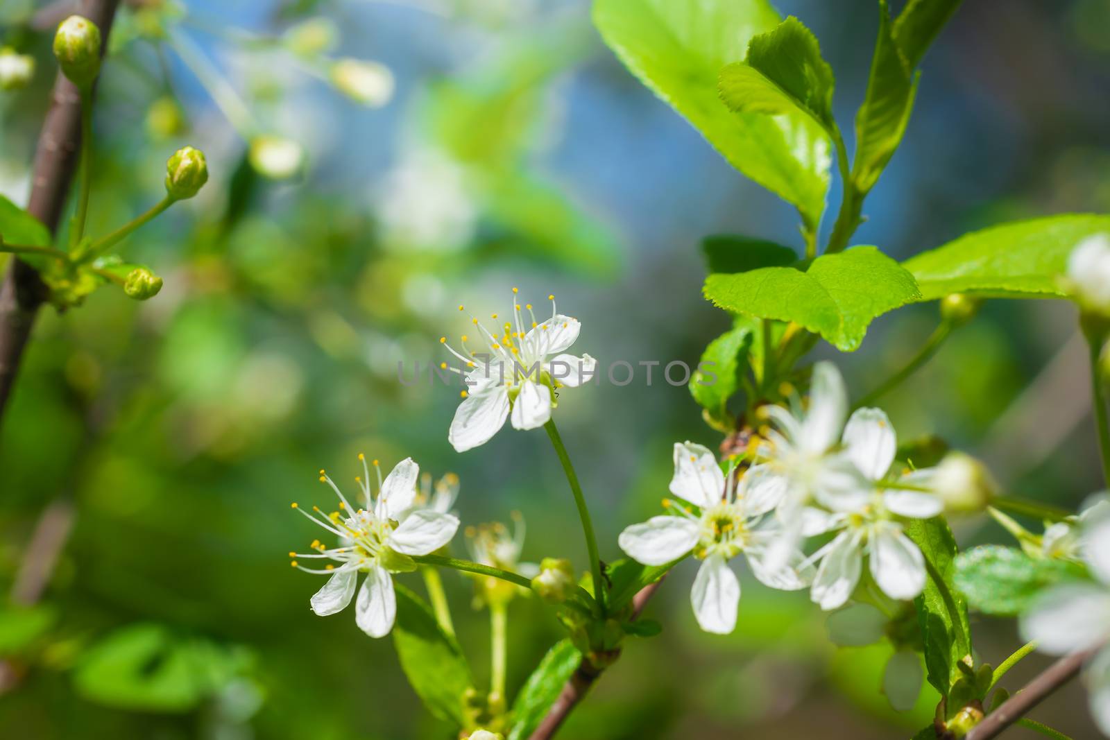 Branch of a tree with white flowers close up in spring on a sunny day.