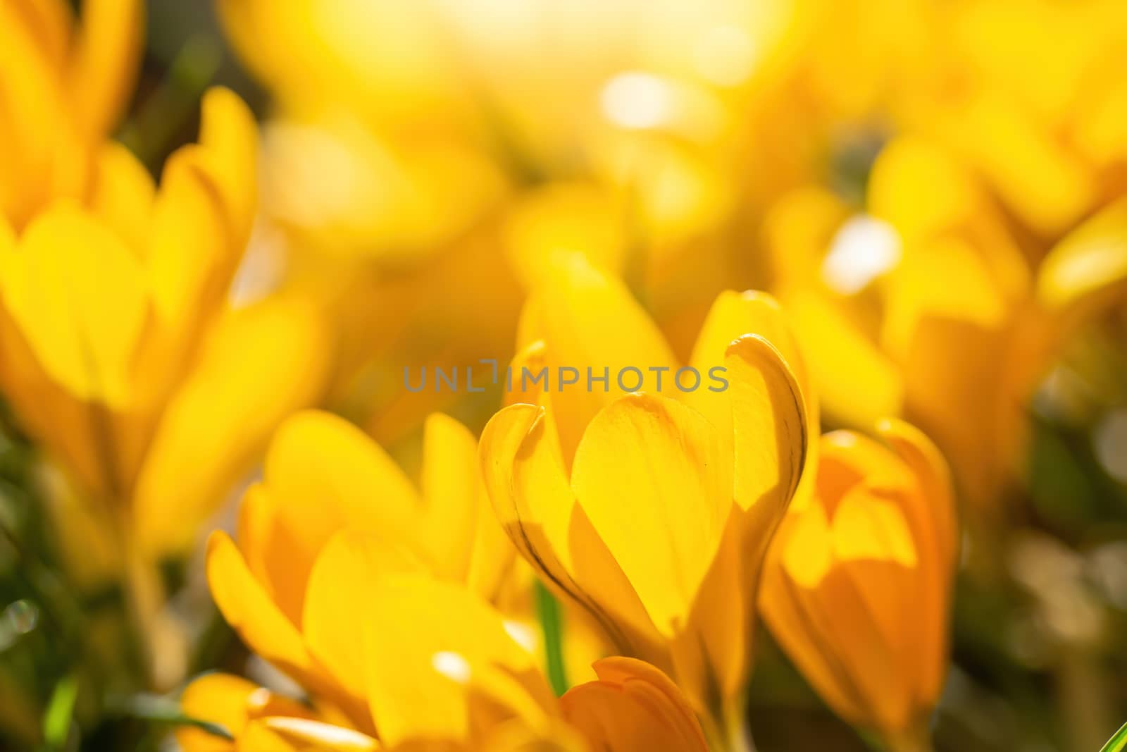 Fresh flowers of yellow crocus in spring in the garden.