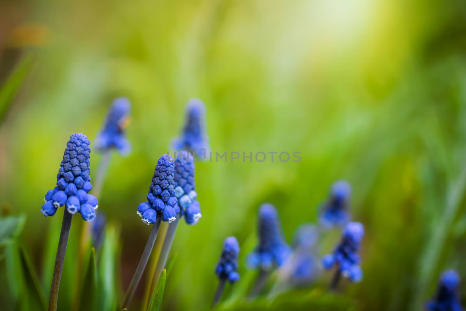 Beautiful spring flower muscari close-up in garden.