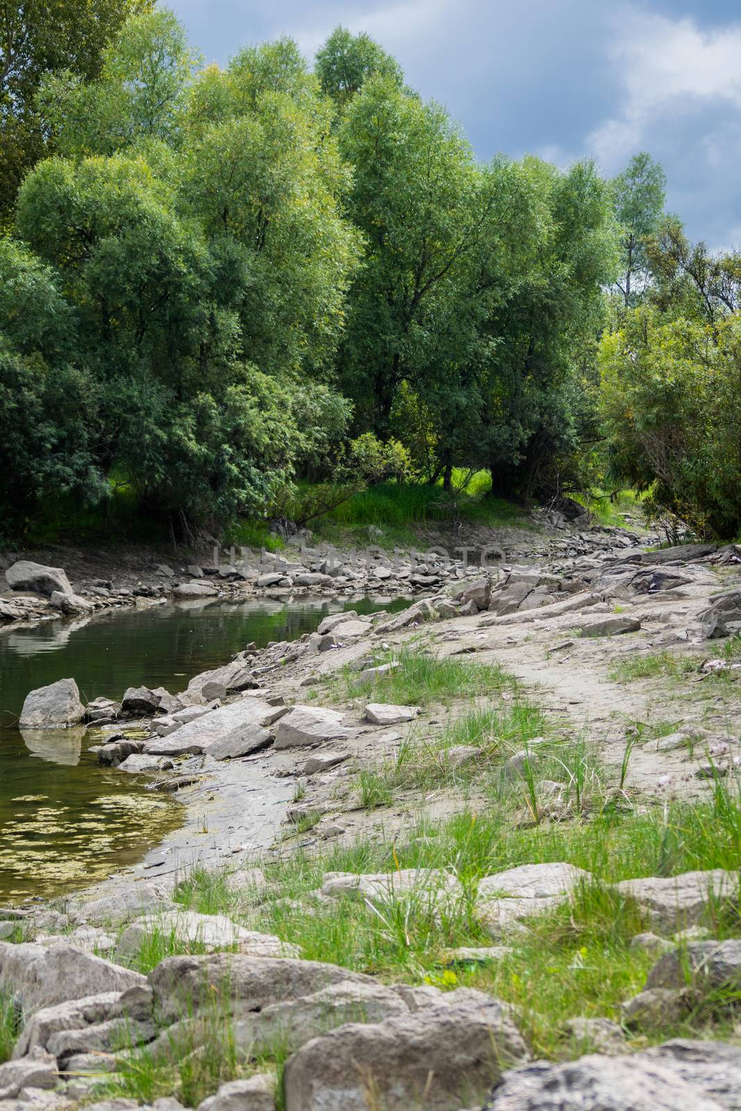 Landscape by the river against the backdrop of the forest on a summer day.