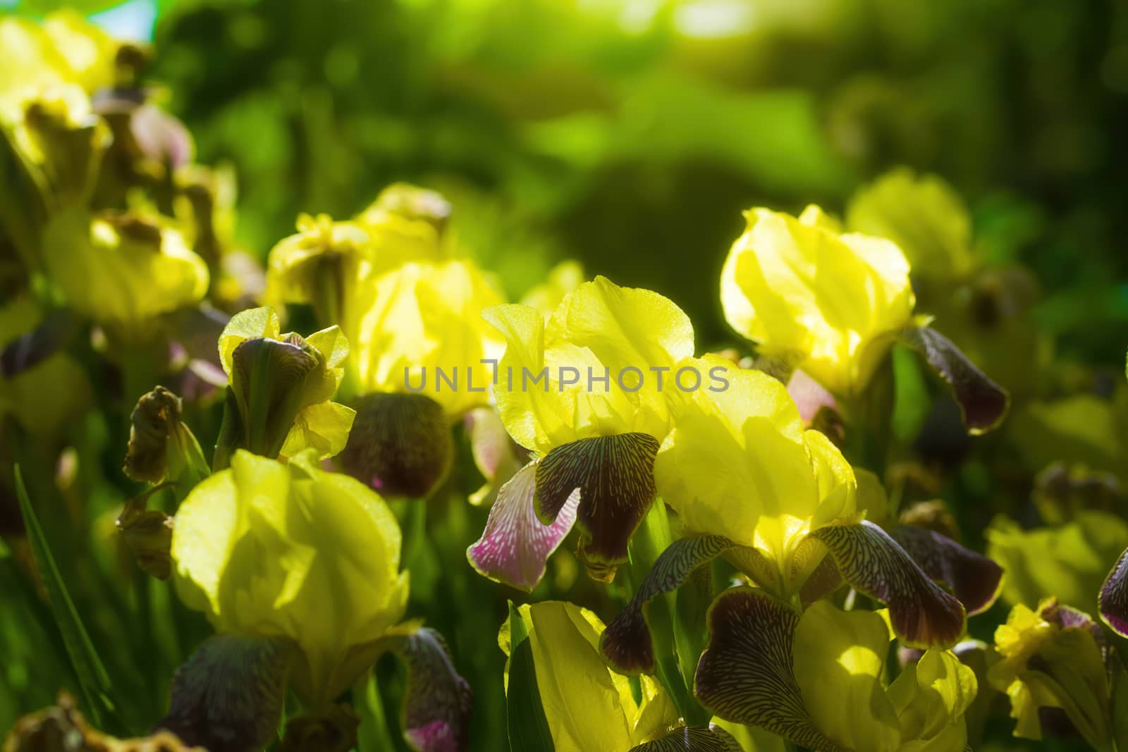 Blooming yellow iris on a summer day outdoors on blur background.