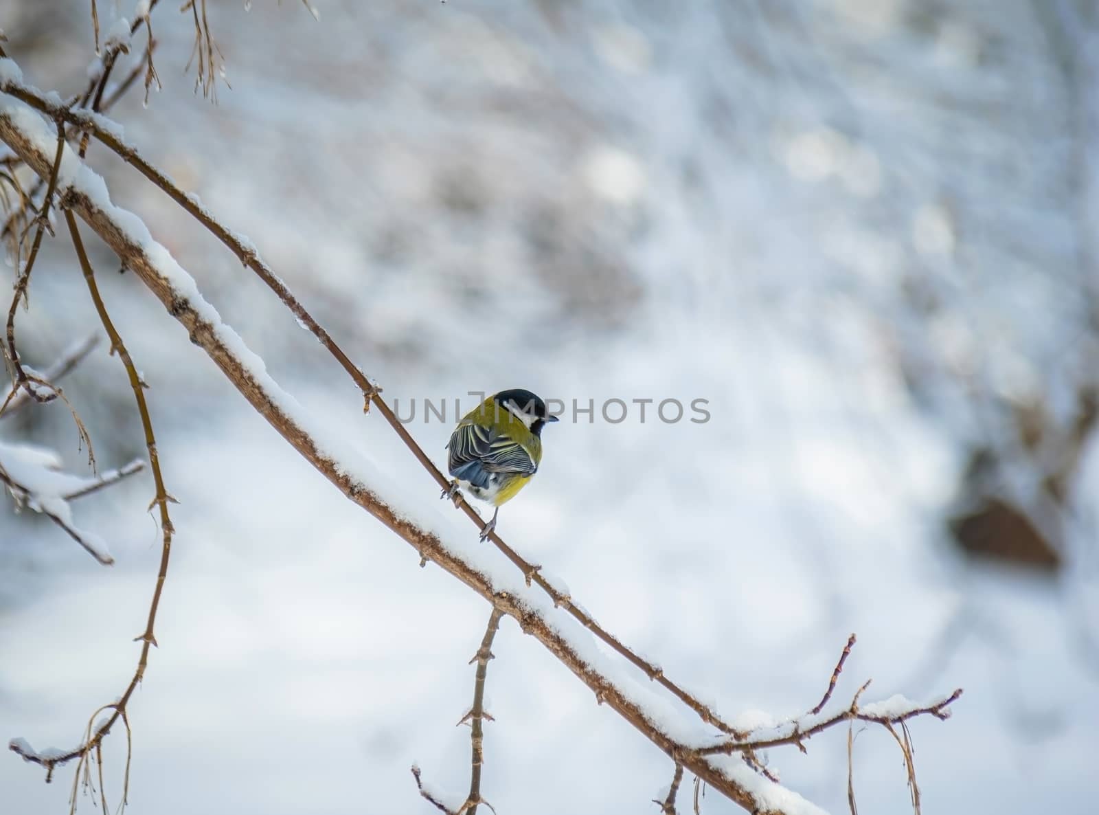 Titmouse on a snowy winter day sitting on a tree branch.