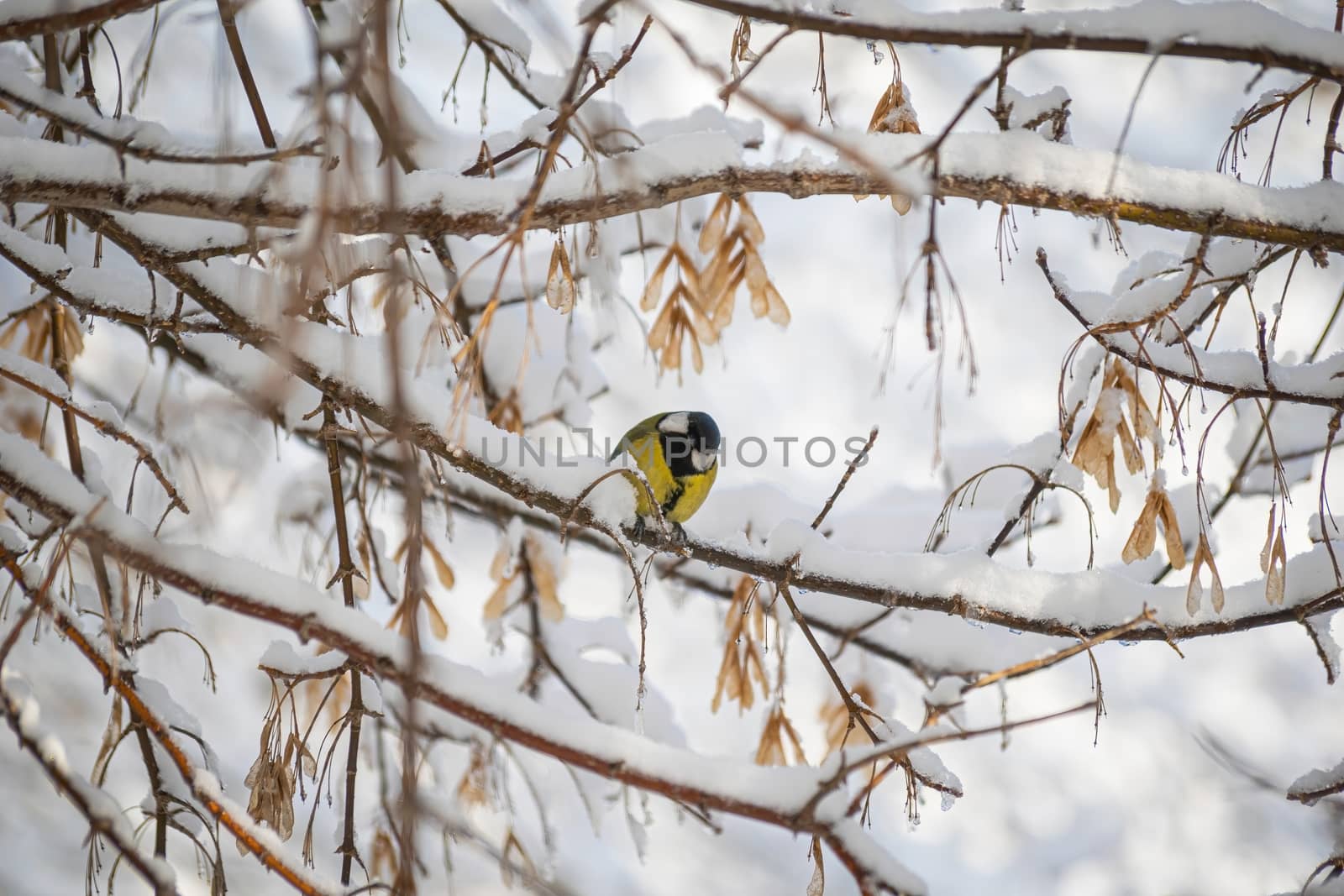 Titmouse on a snowy winter day sitting on a tree branch.