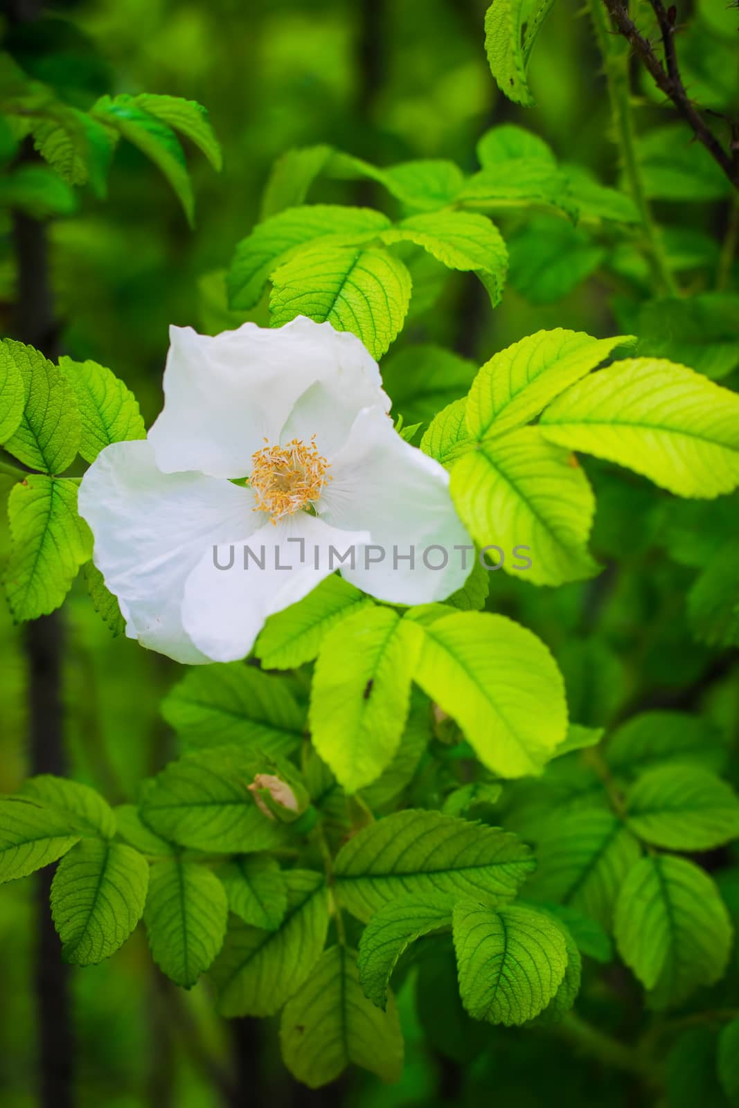 Blooming white dog rose spring day close-up on a blurred background.