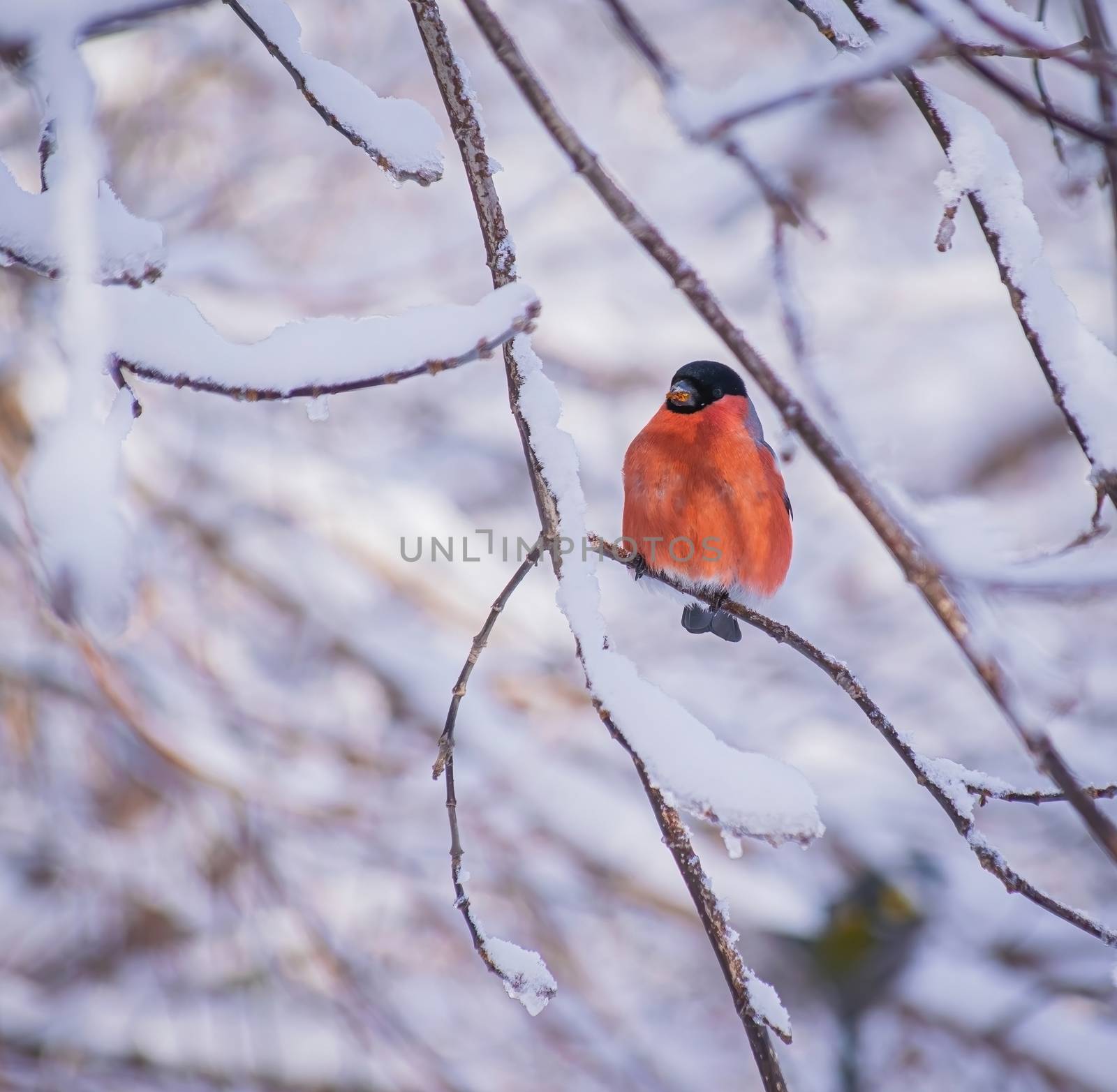 reddish chest bullfinch on a snow winter day sitting on a tree branch.