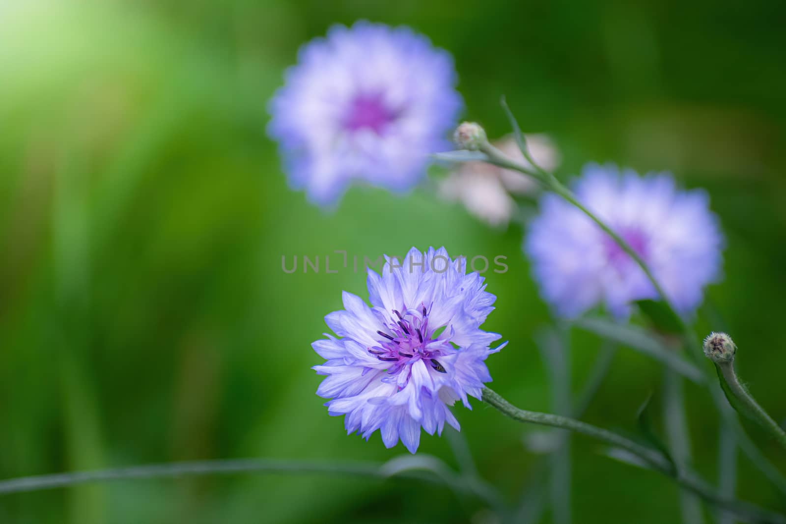 Blue cornflower flower close up on a green blurred background.