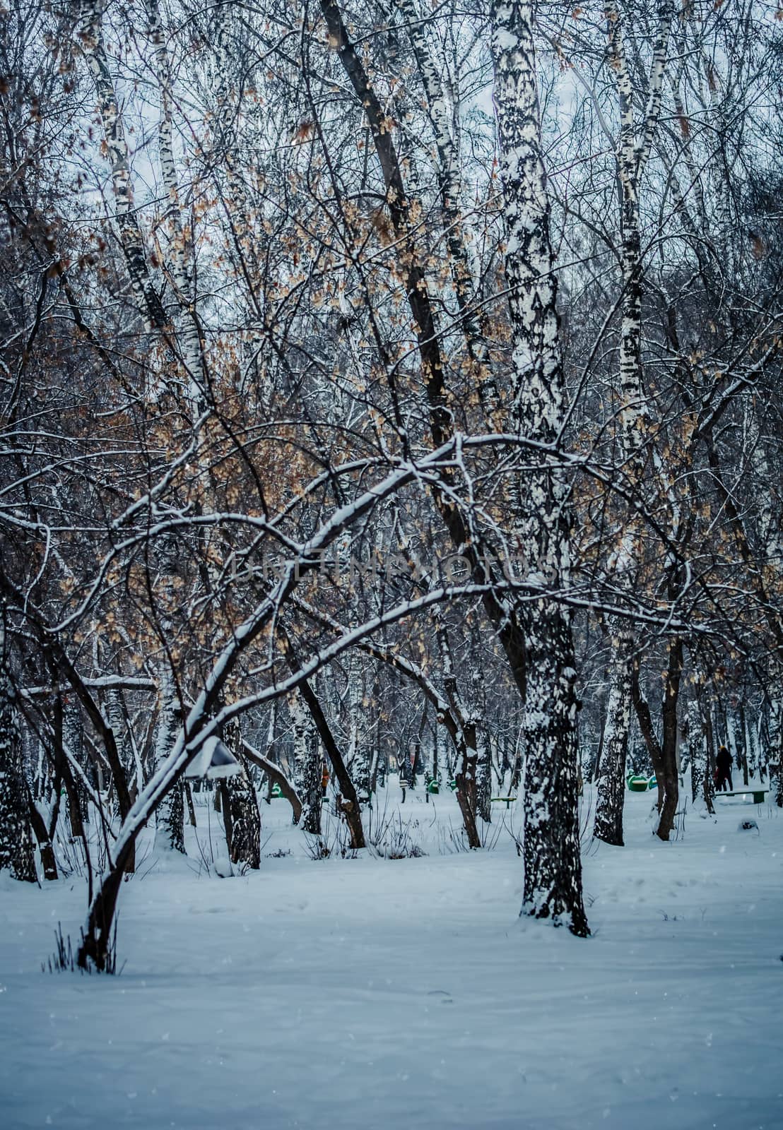 Snow-covered branches of trees on a frosty winter day.