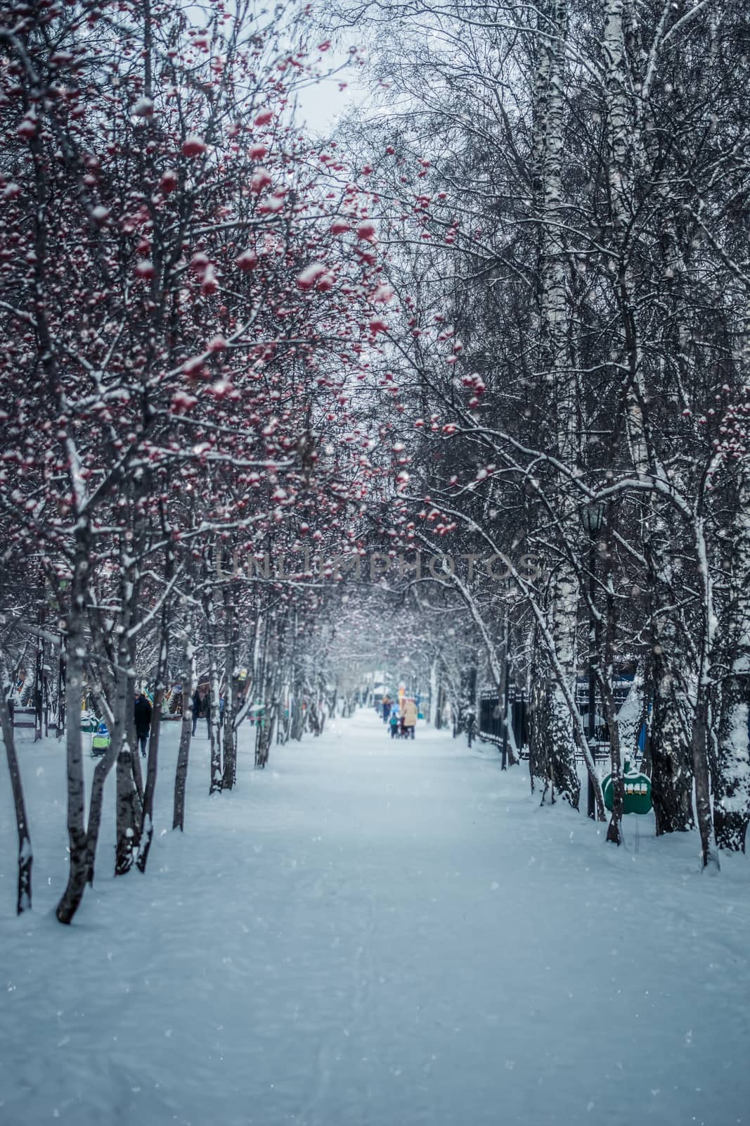 Snow-covered branches of trees on a frosty winter day in park.