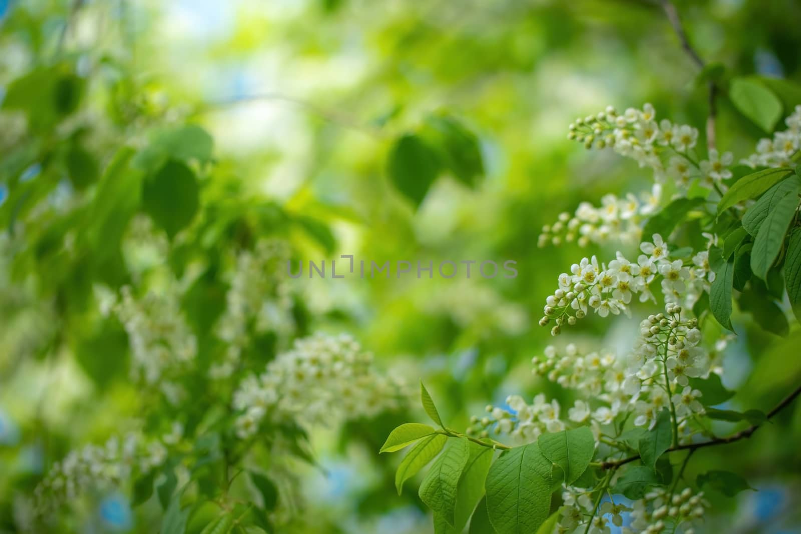 Branch of flowering bird cherry in white flowers on a spring sunny day.