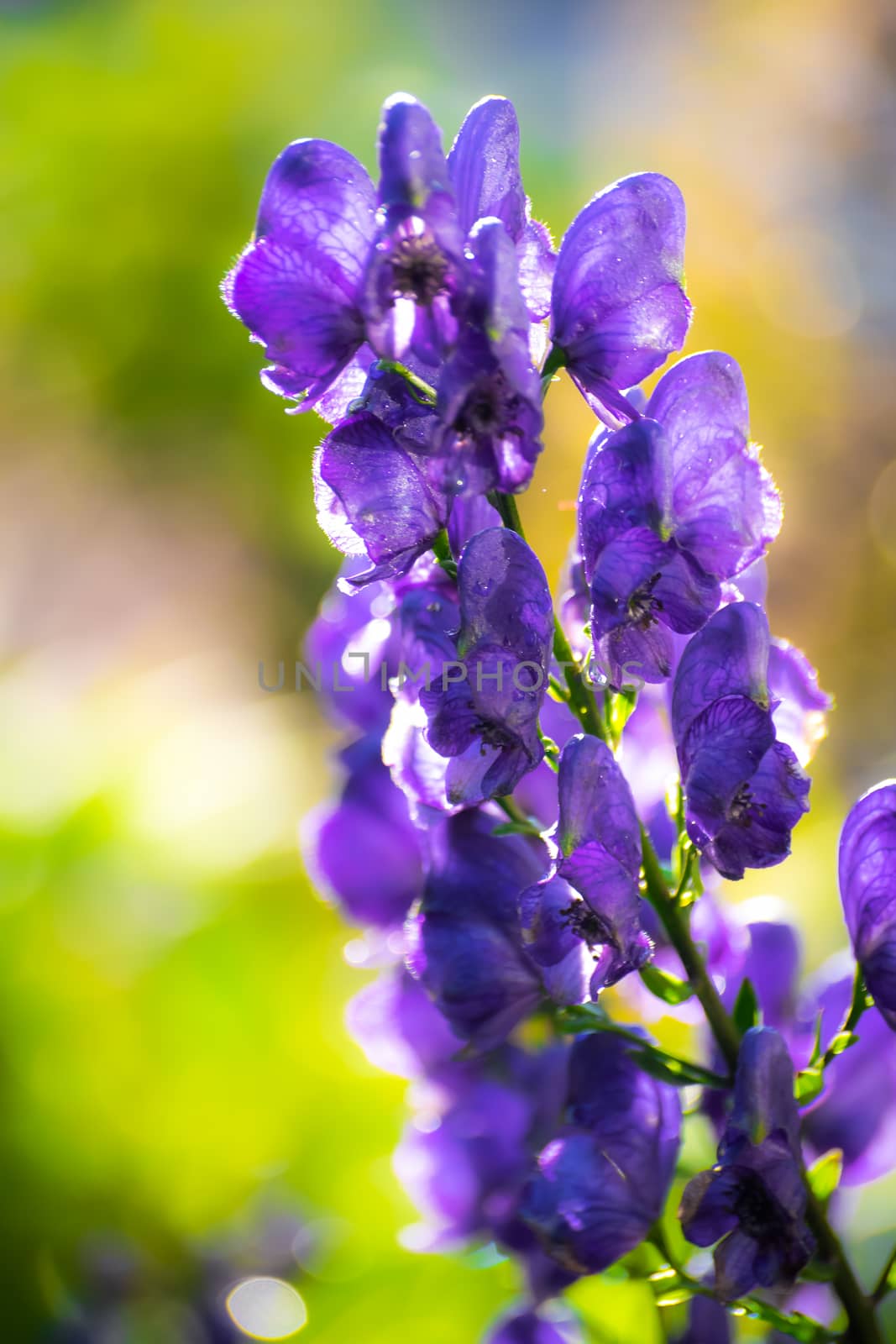 Aconite flower commonly known as aconitum, monkshood, wolf.