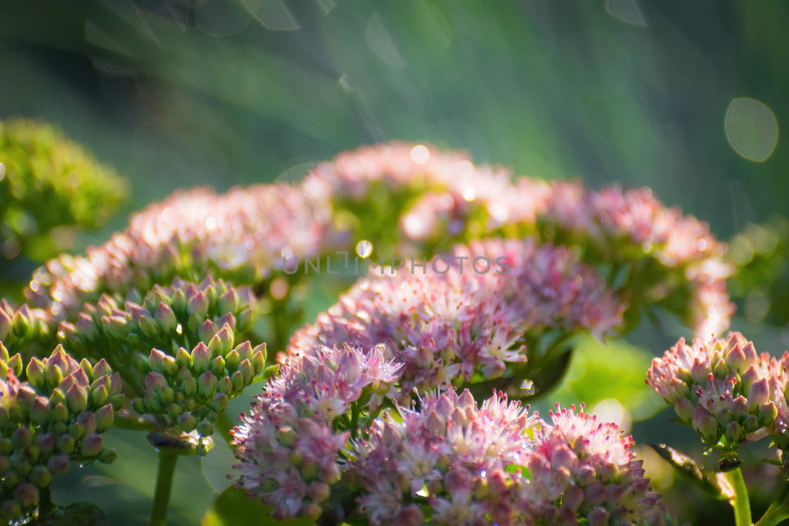 Blooming pink spirea on a spring day close-up outdoors.