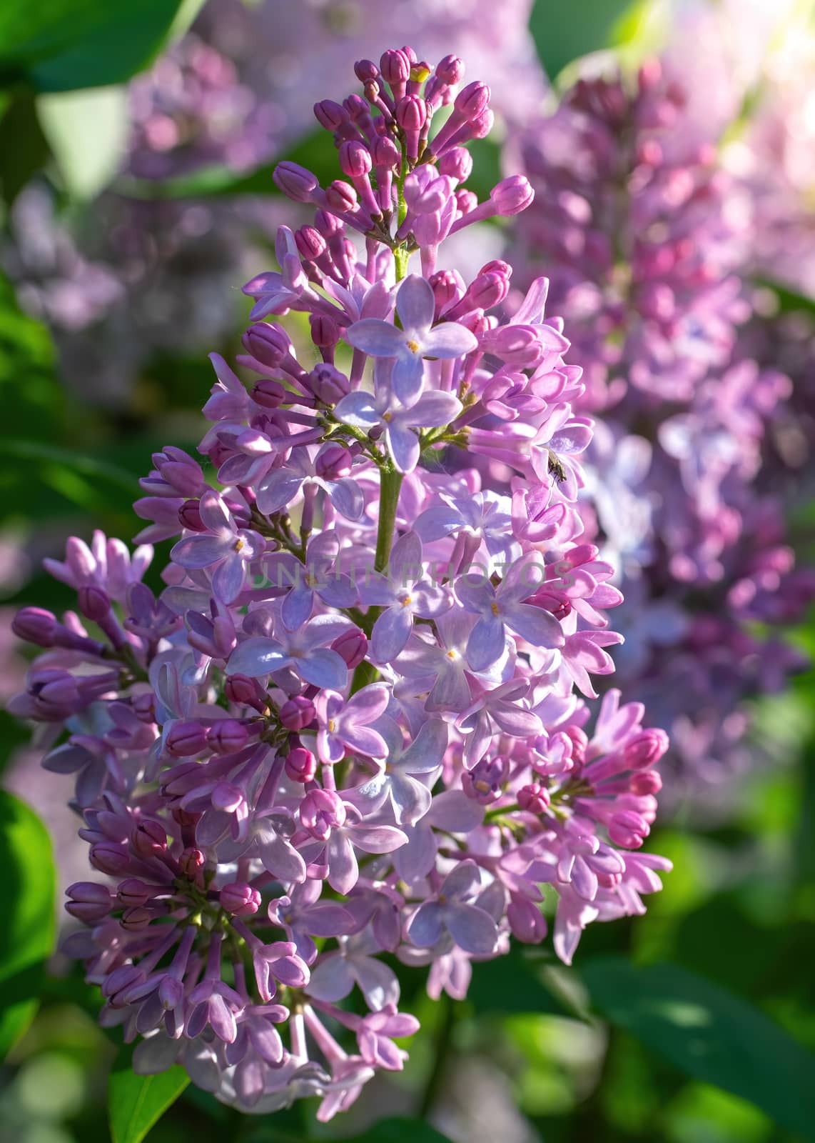 Branch of blossoming lilac on a sunny day close up on a blurred background.