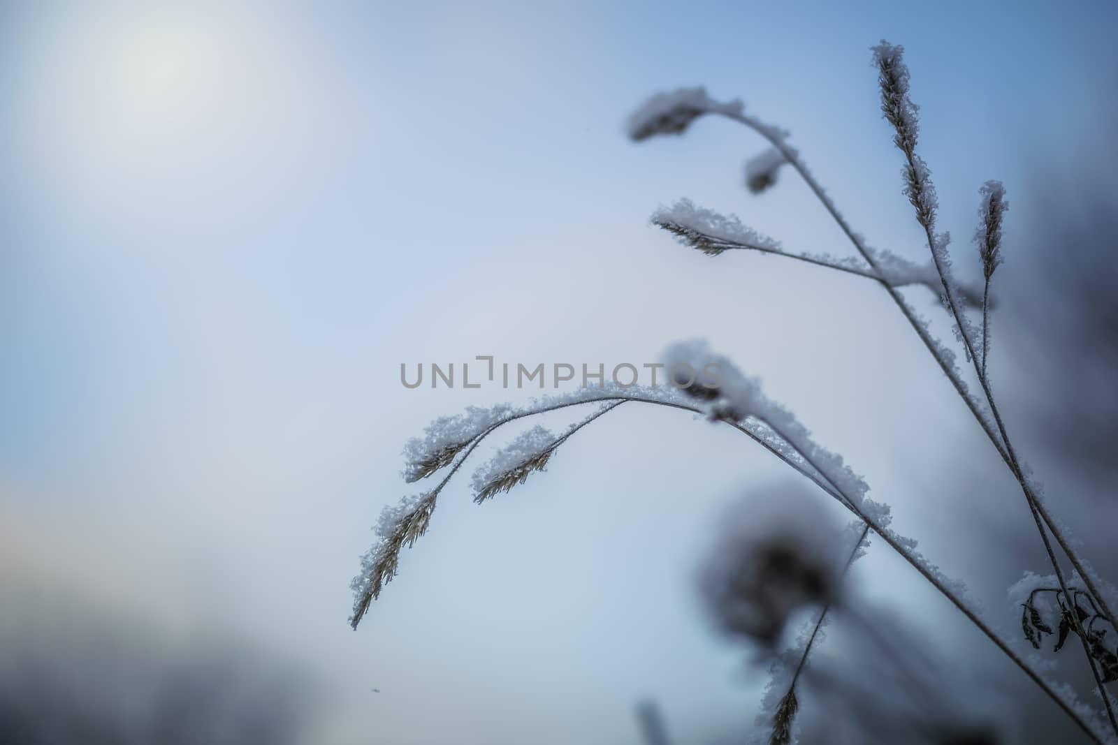 Dry plant covered with snow on a frosty winter day in the outdoor.