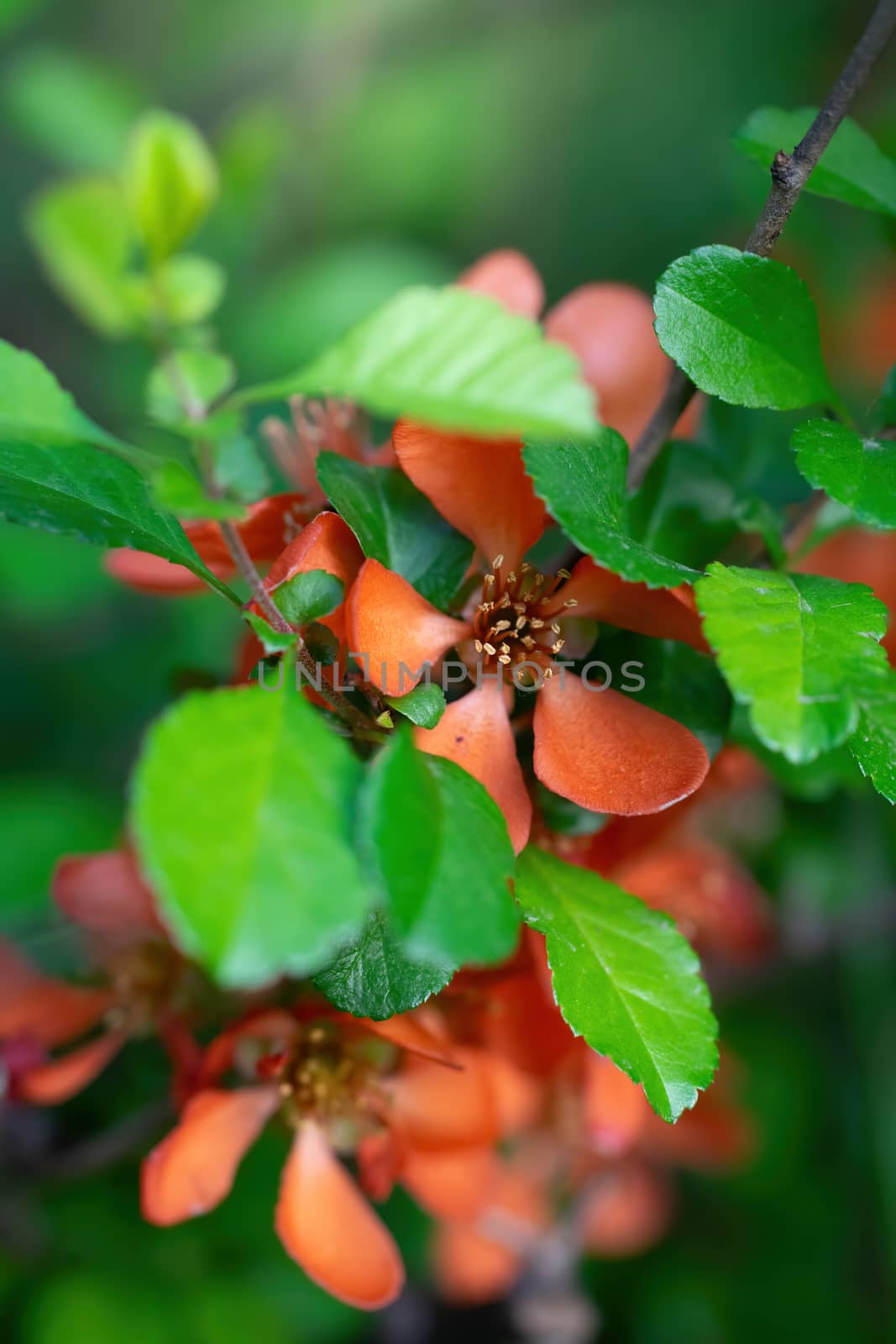 Blooming Japanese quince with bright flowers outdoors in spring day close up