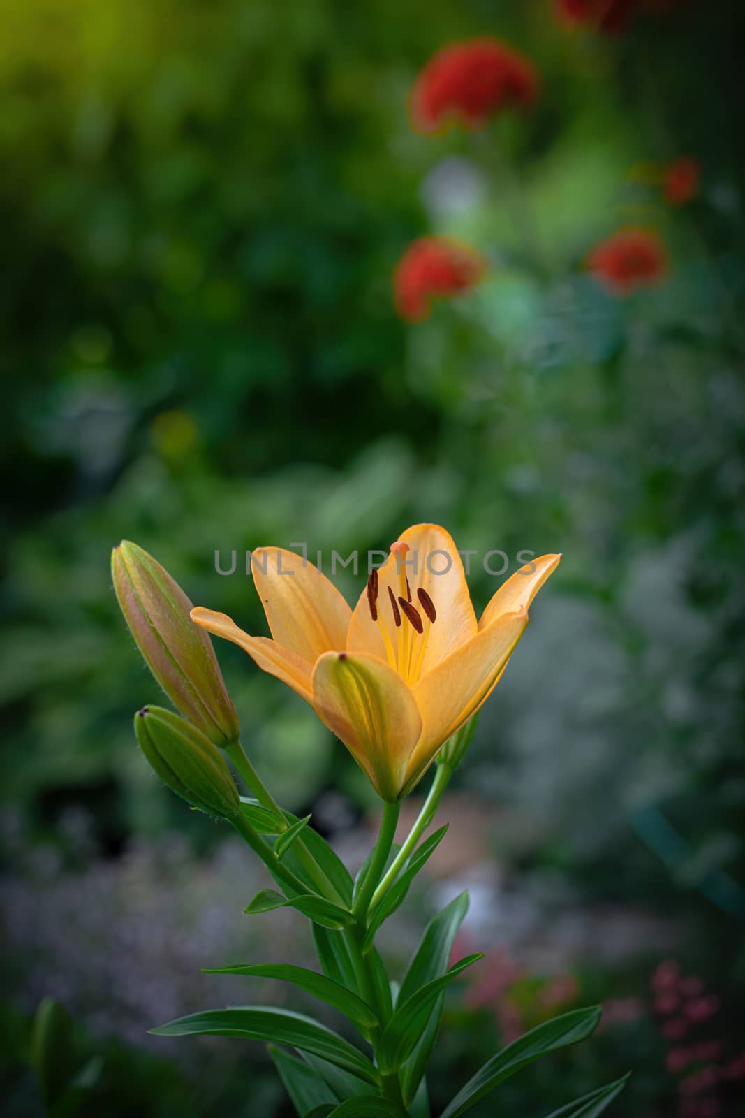 Wet flower of yellow lily after the rain.