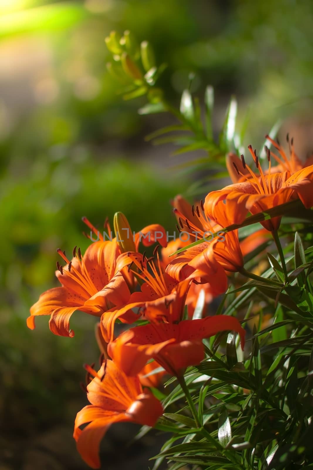 Beautiful flowers of orange lilies in the garden on a summer day.