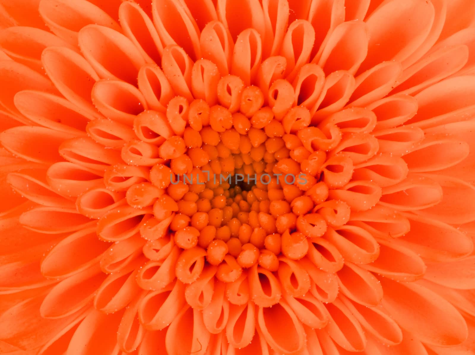 Fresh orange flower isolated on a white background