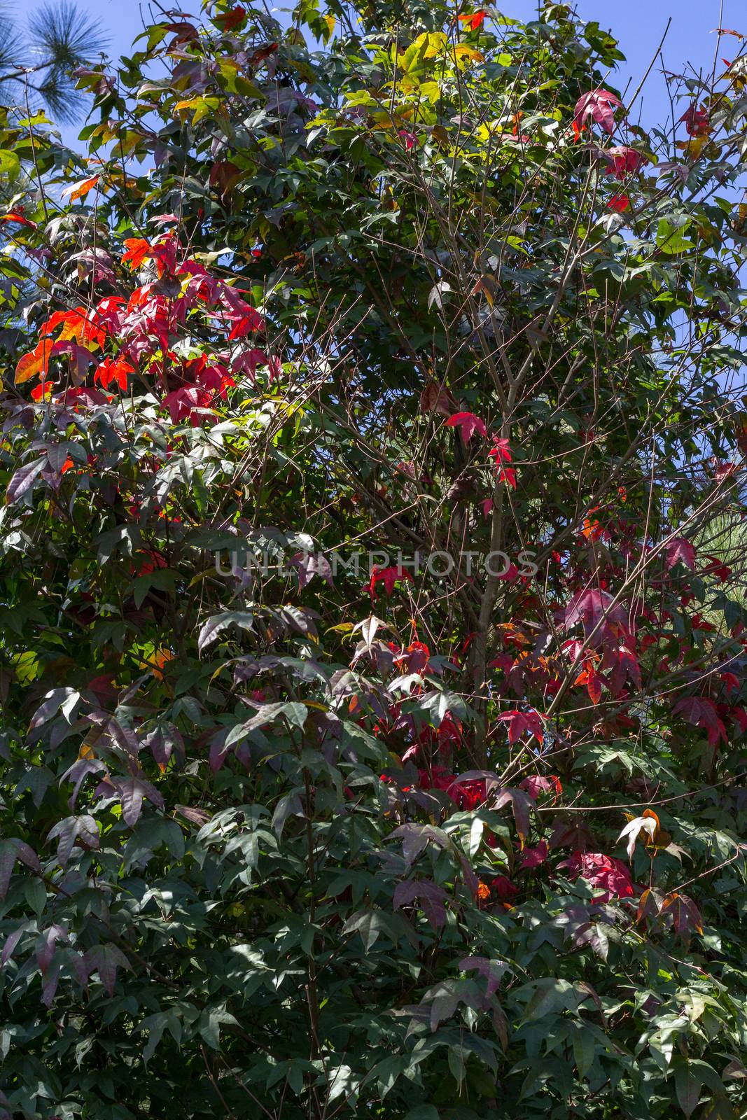 Acer calcaratum Gagnep. That is changing colors From green to red in winter