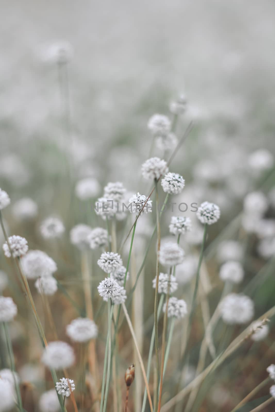 Silver button flower at Phu Kradueng National Park, Loei, Thailand.