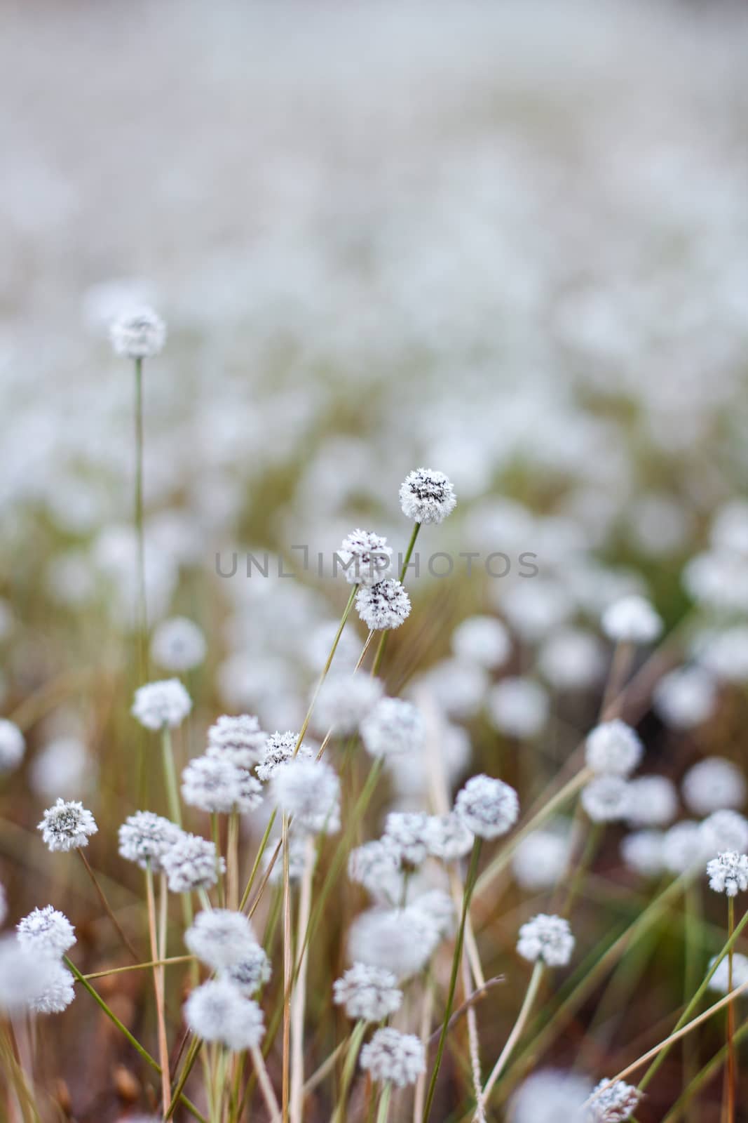 Silver button flower at Phu Kradueng National Park, Loei, Thailand.