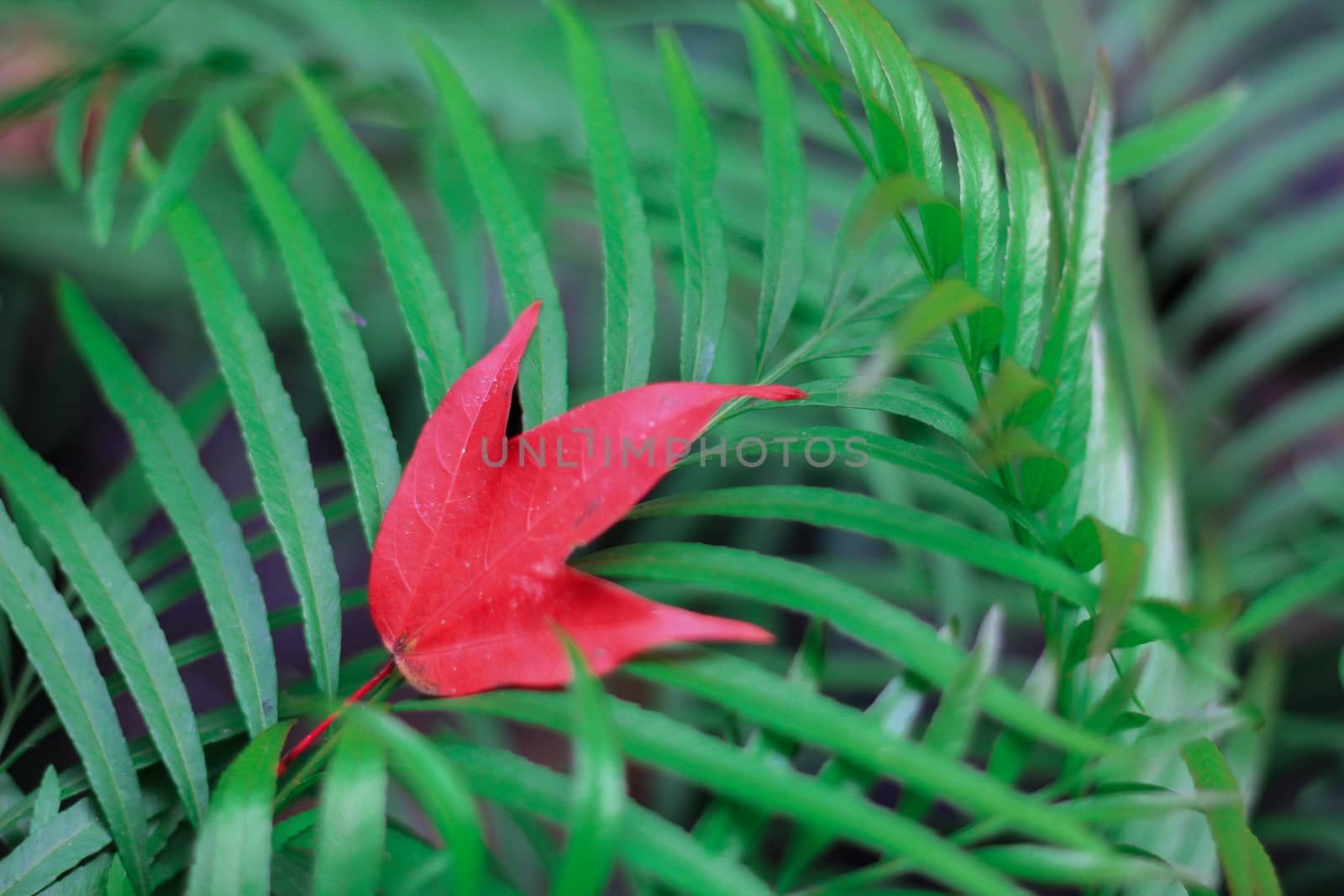Bright red maple leaves in winter at Phu Kradueng National Park, Loei Province, Thailand.