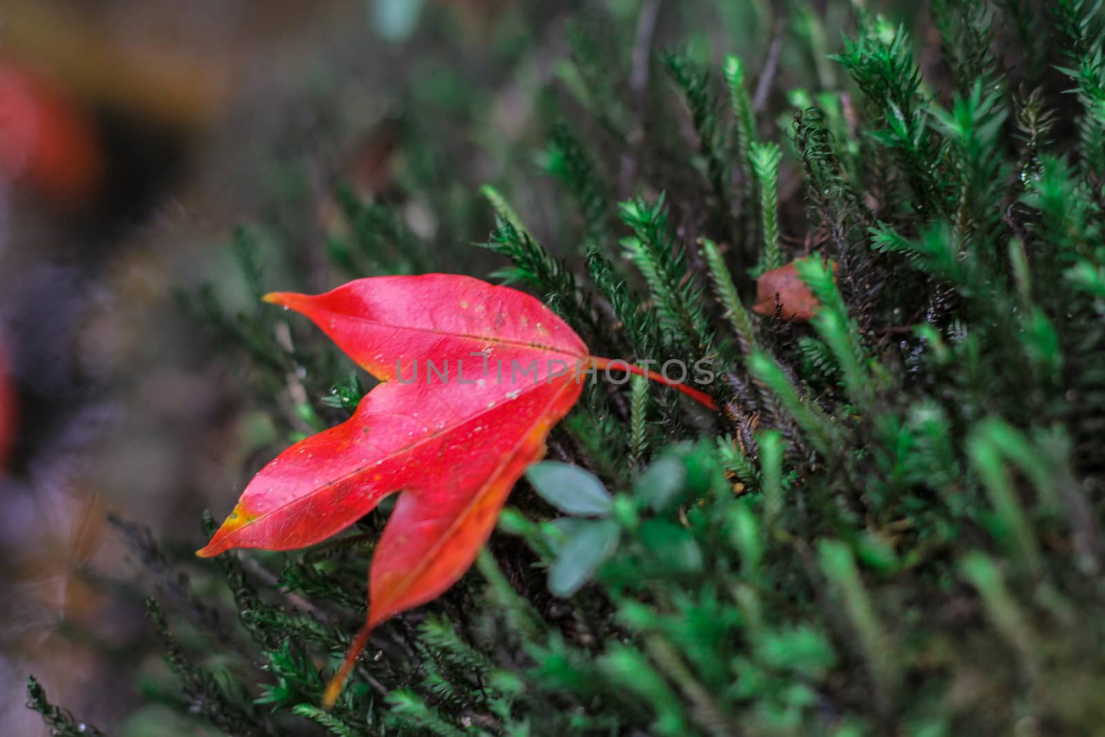  red maple leaves in winter at Phu Kradueng National Park. by suthipong