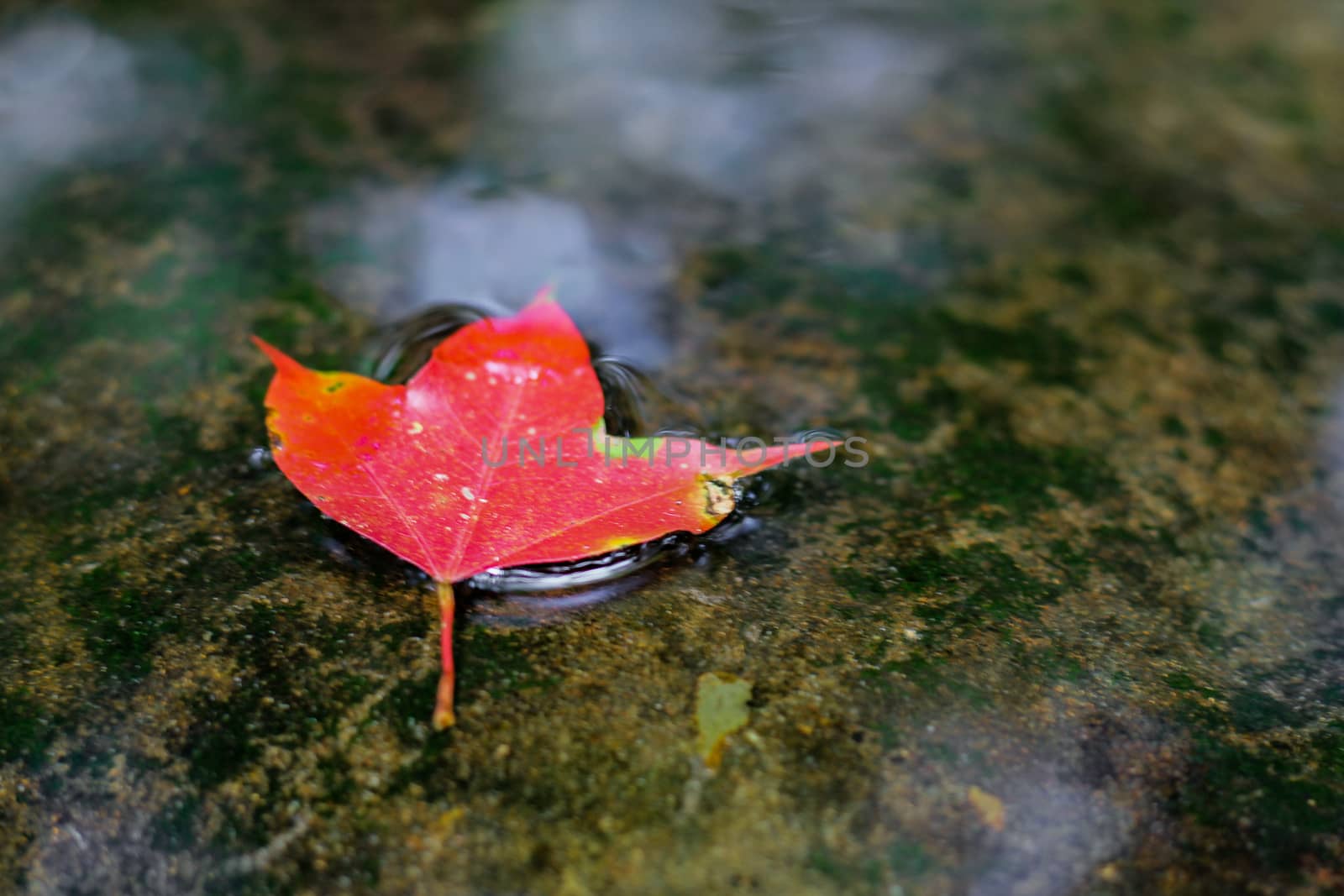 Bright red maple leaves in winter at Phu Kradueng National Park, Loei Province, Thailand.