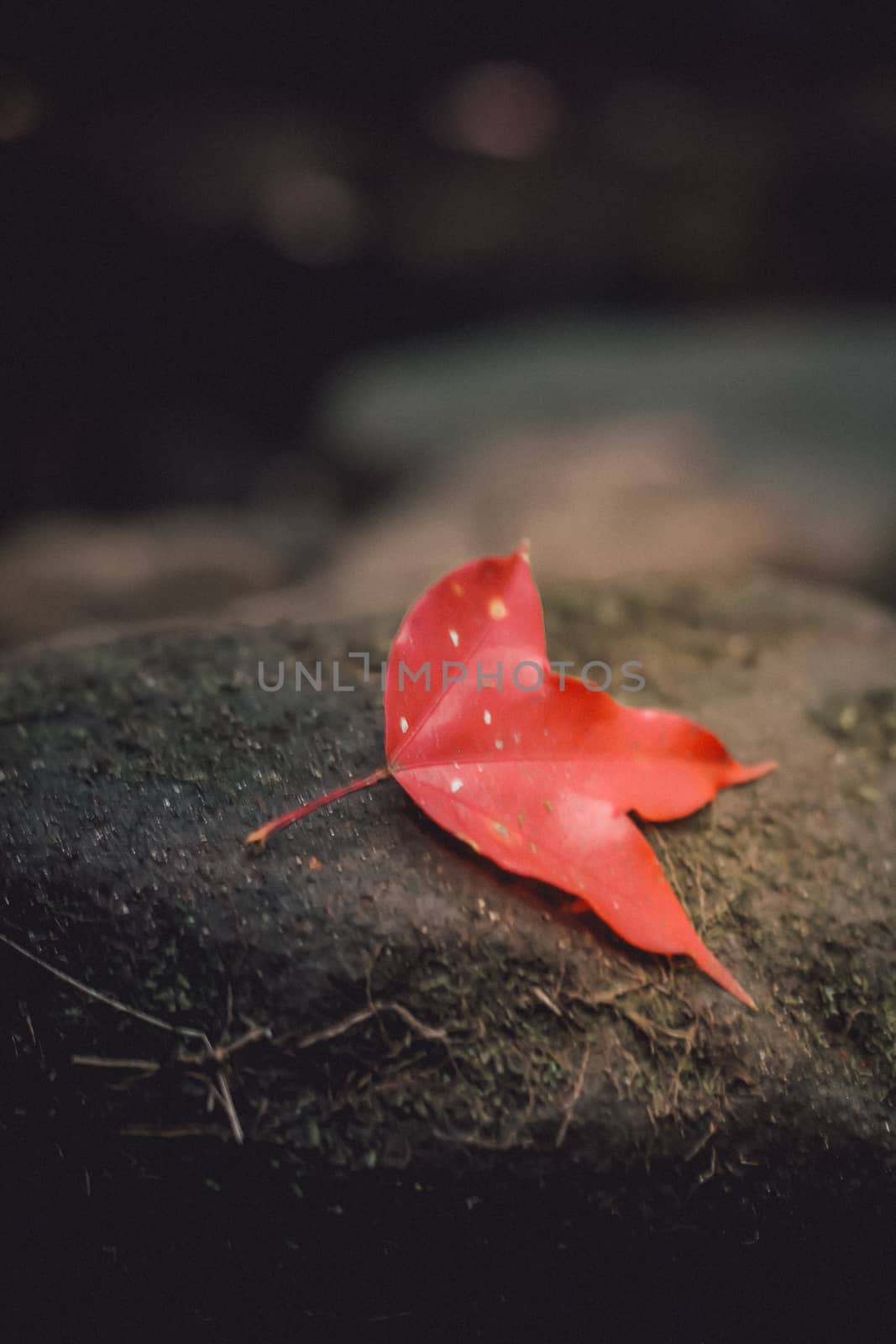 Bright red maple leaves in winter at Phu Kradueng National Park, Loei Province, Thailand.