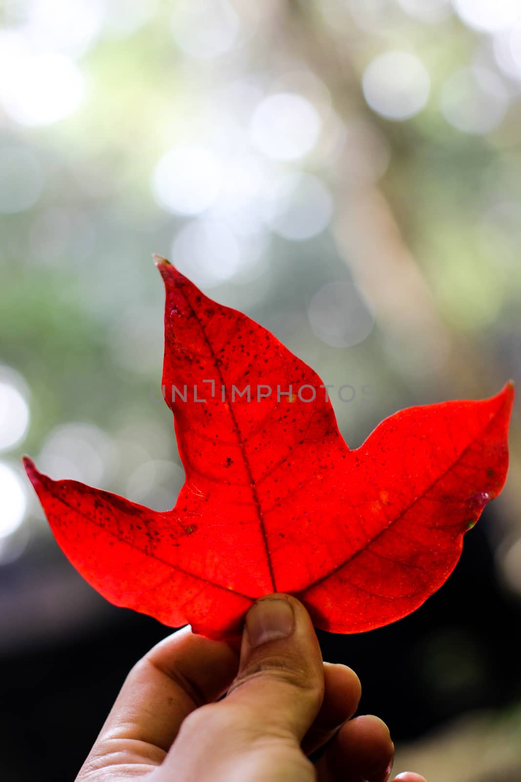  red maple leaves in winter at Phu Kradueng National Park. by suthipong