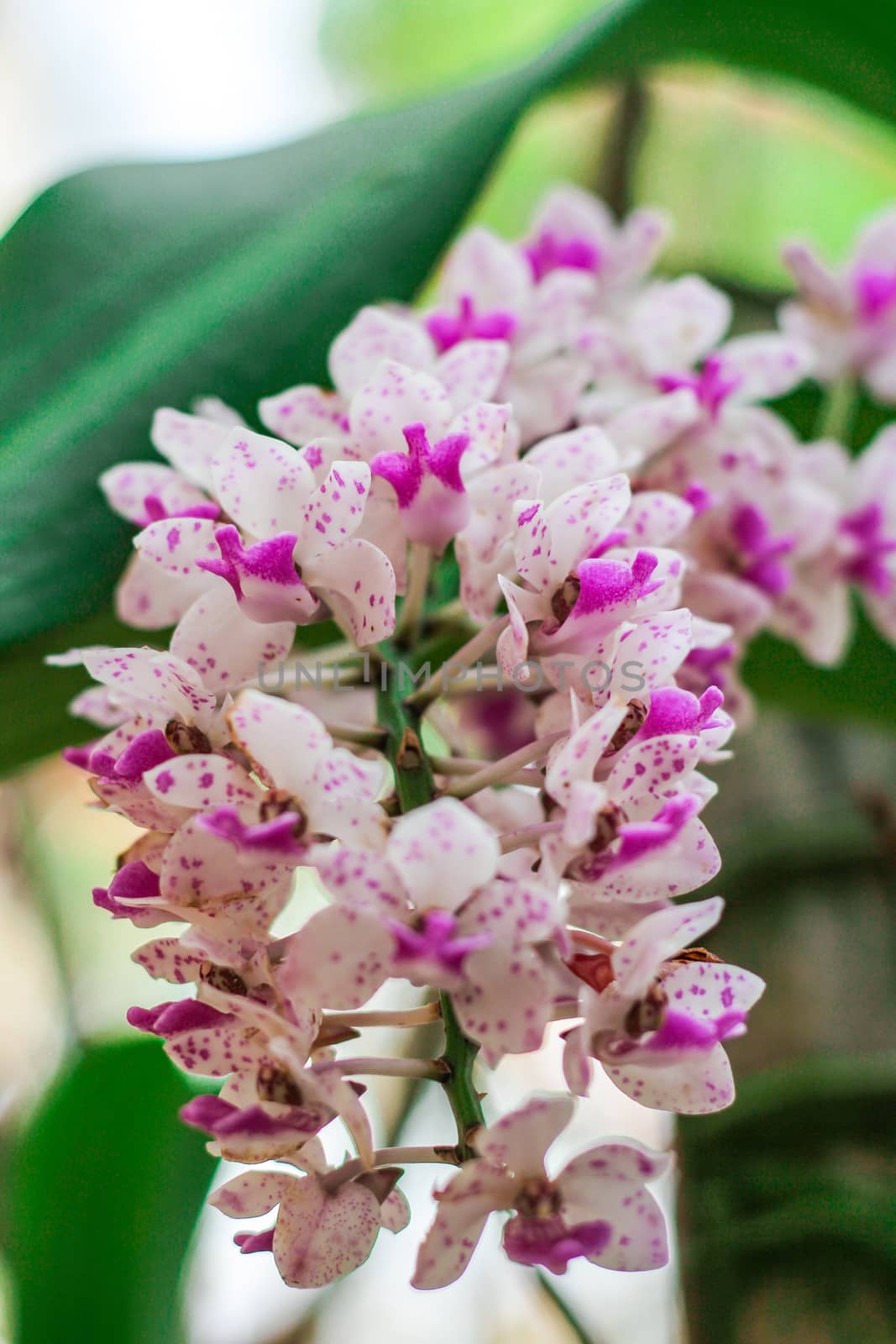 Rhynchostylis gigantea colorful and color is white and purple.